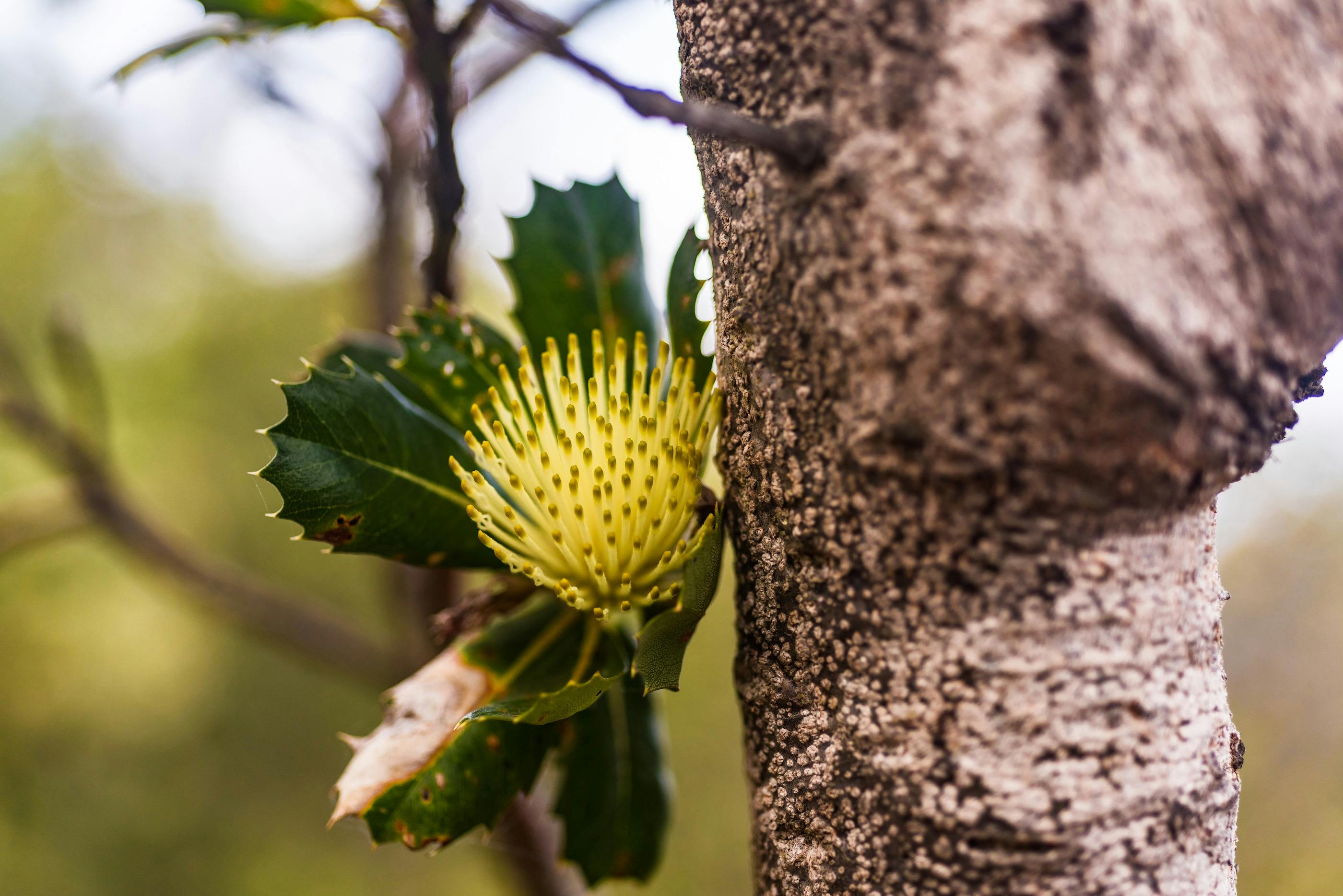 Yellow banksia flower and leaves.