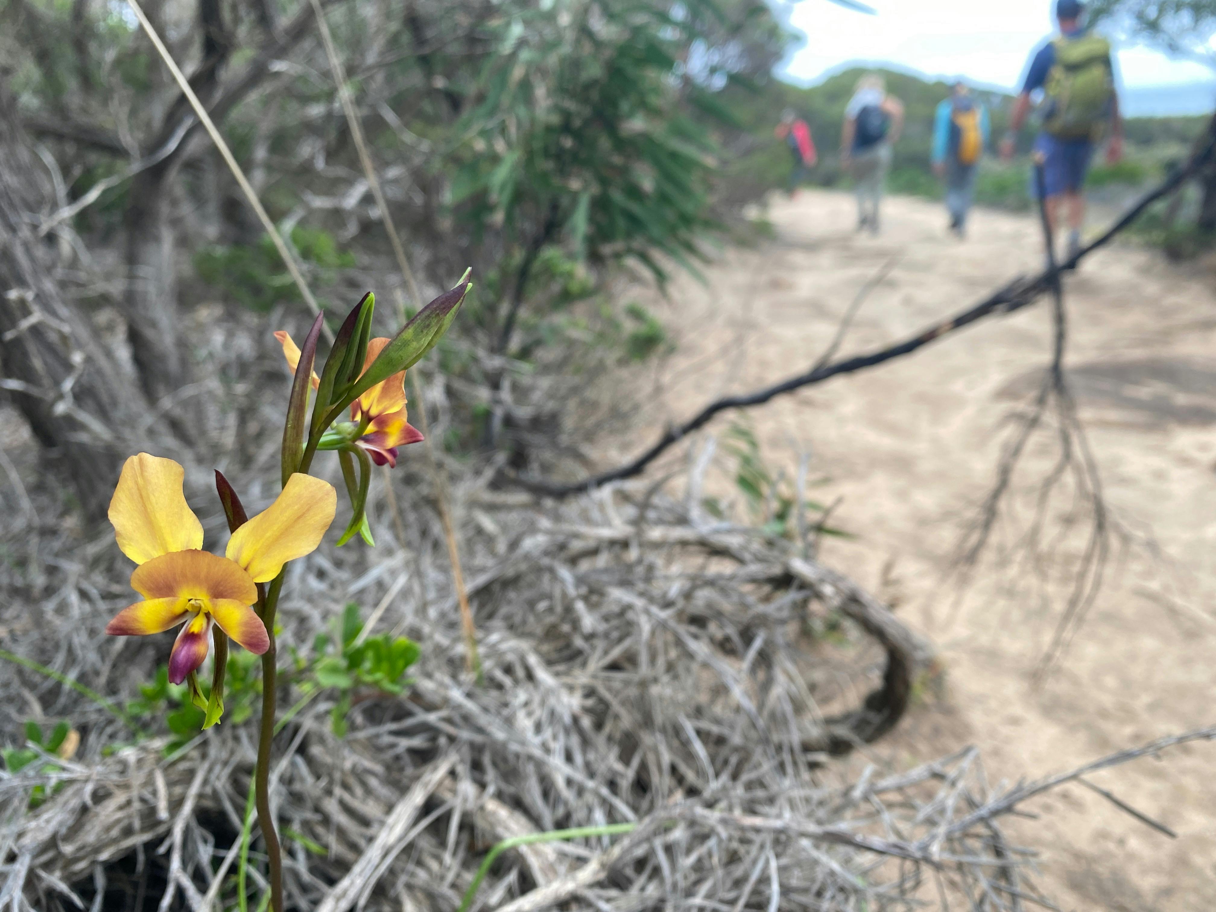 A yellow donkey orchid in focus, out of focus walkers in the back ground on dirt track