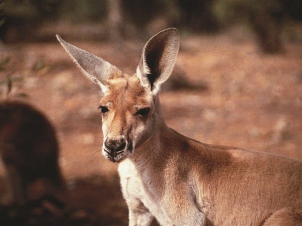Connells Lagoon Conservation Reserve
