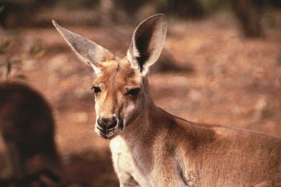 Connells Lagoon Conservation Reserve