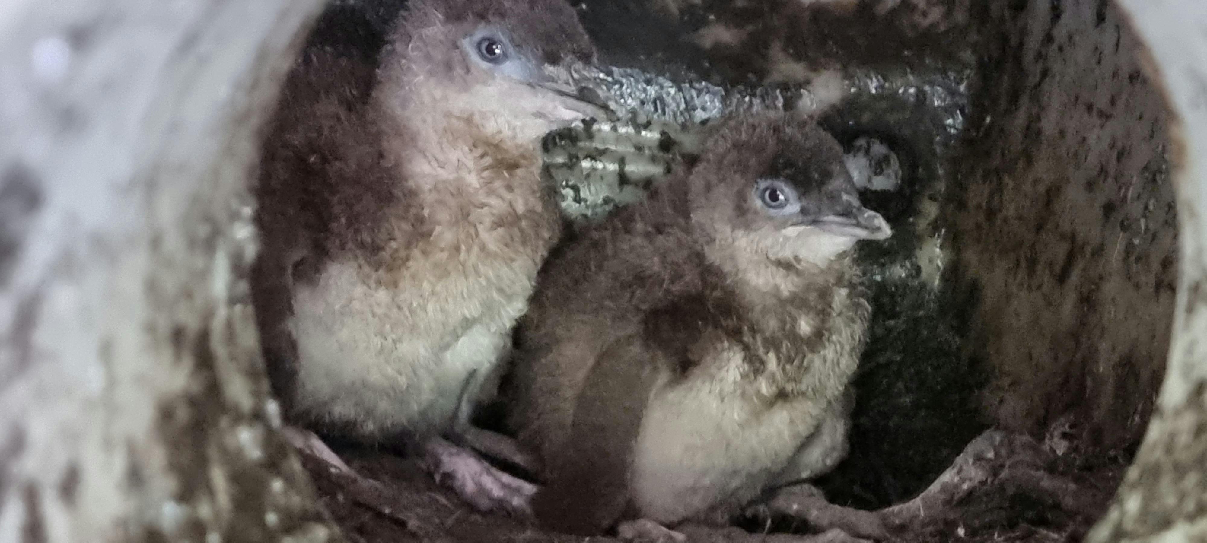 Little penguin chicks looking very grubby!