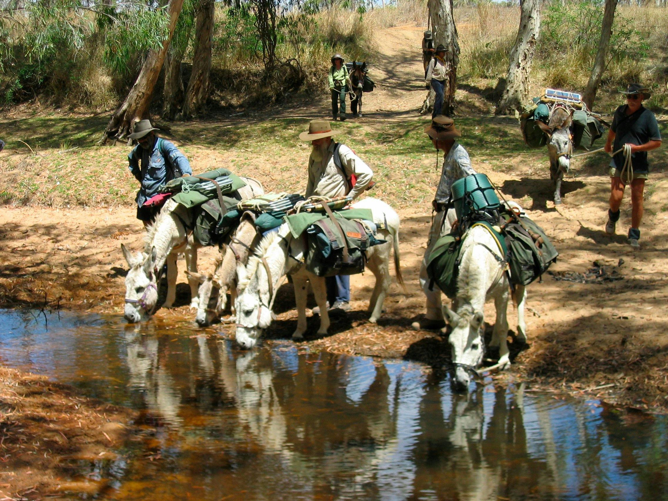 Watering the donkey pack team at a waterhole along the Walsh River during a Kennedy Retrace Trek.