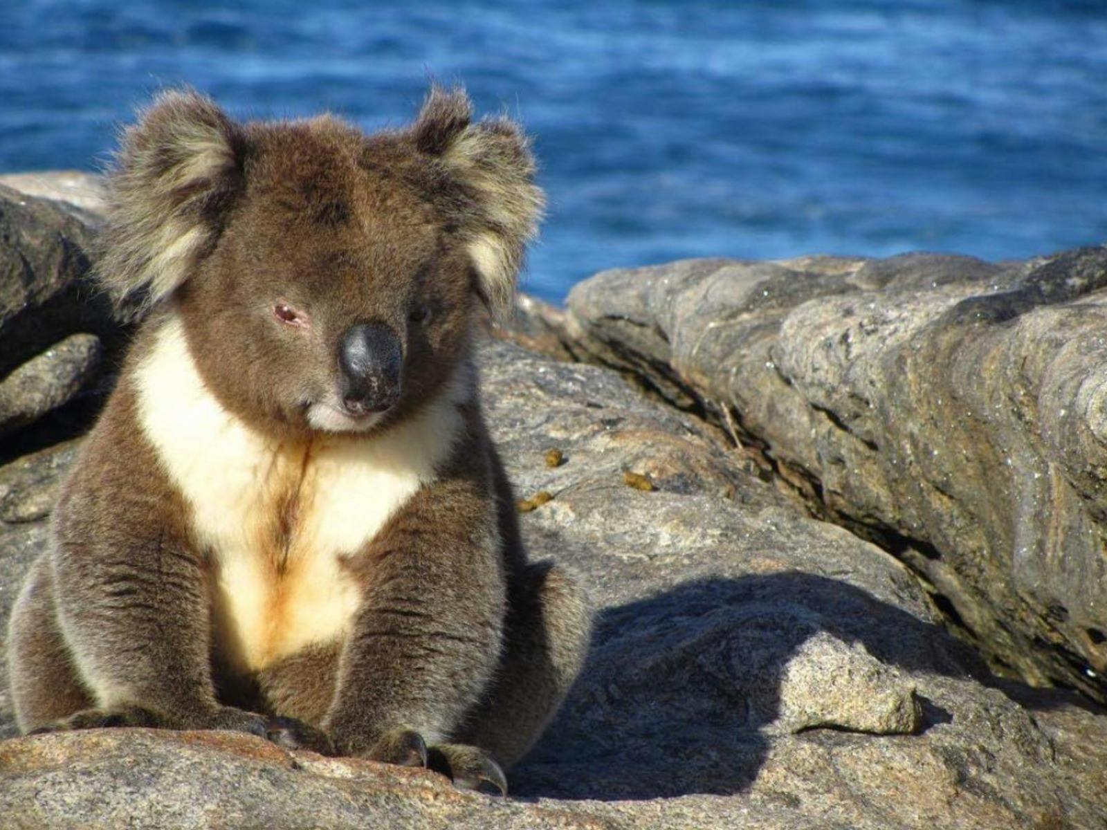 koala on kangaroo Island
