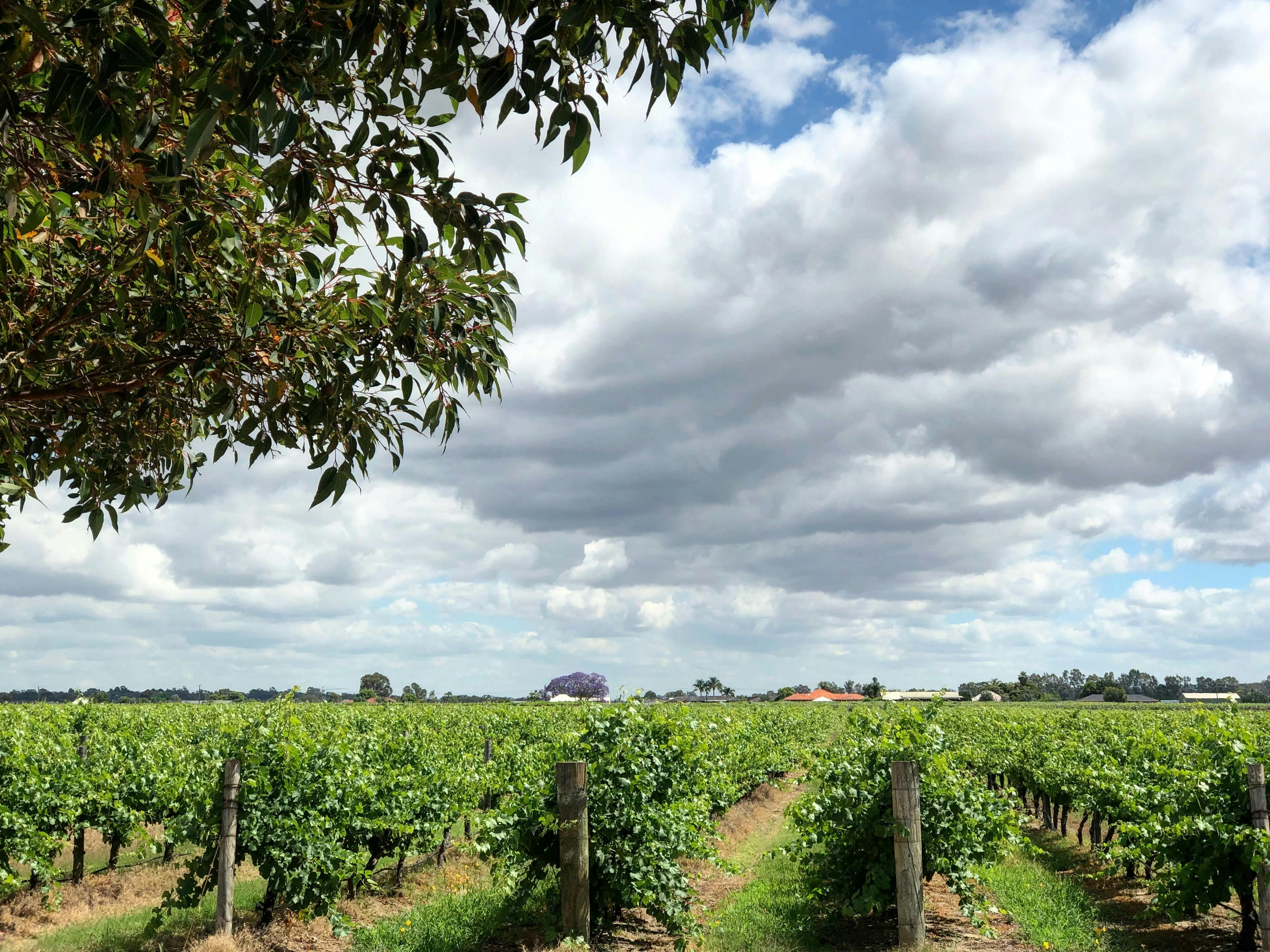 Jarrah Ridge Wines, Herne Hill, Western Australia