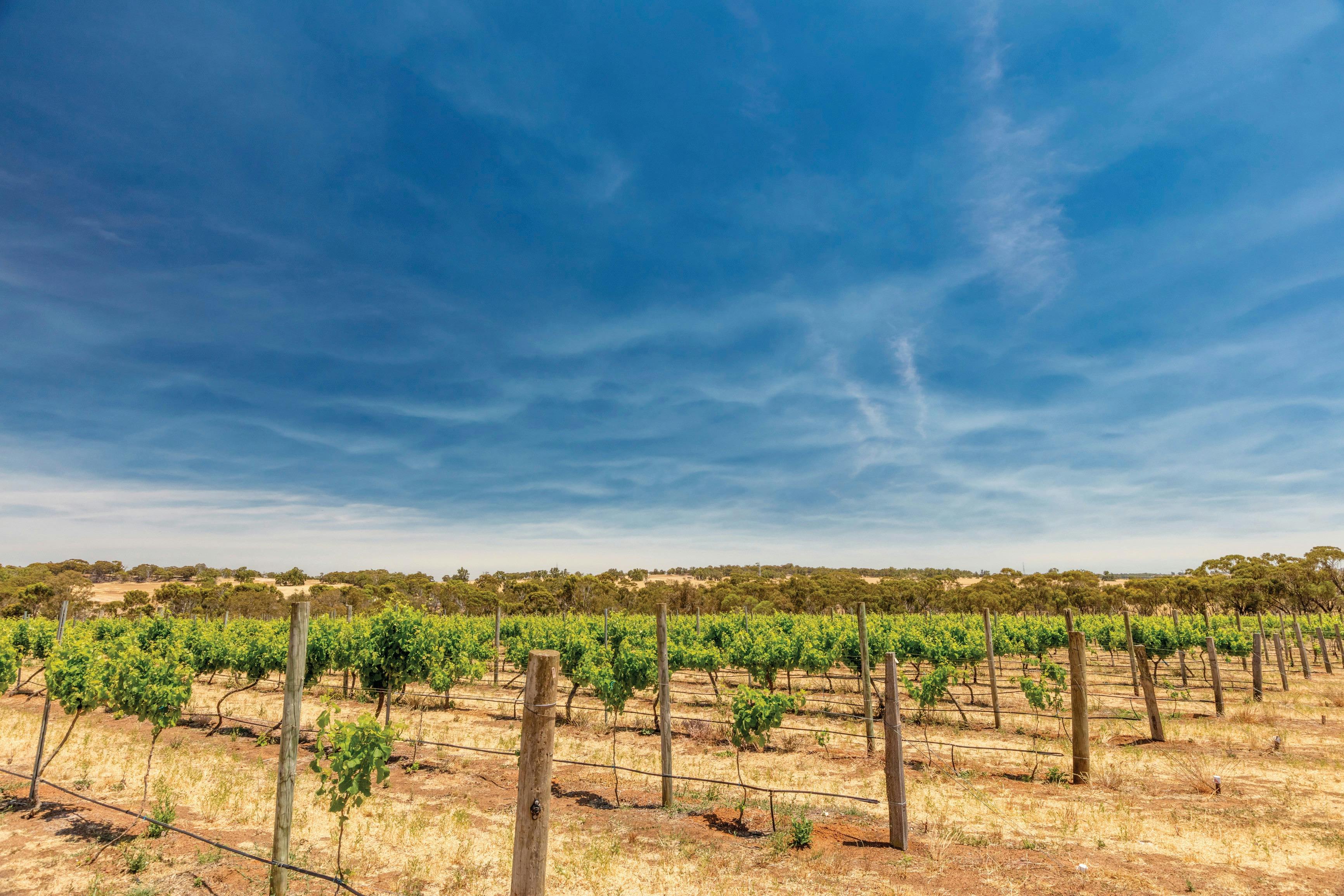 Esperance Wildflower Trail, Narrogin, Western Australia