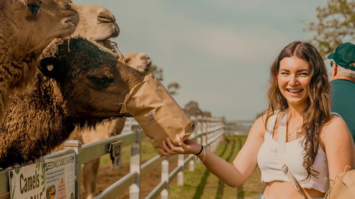 Summer Land Camels