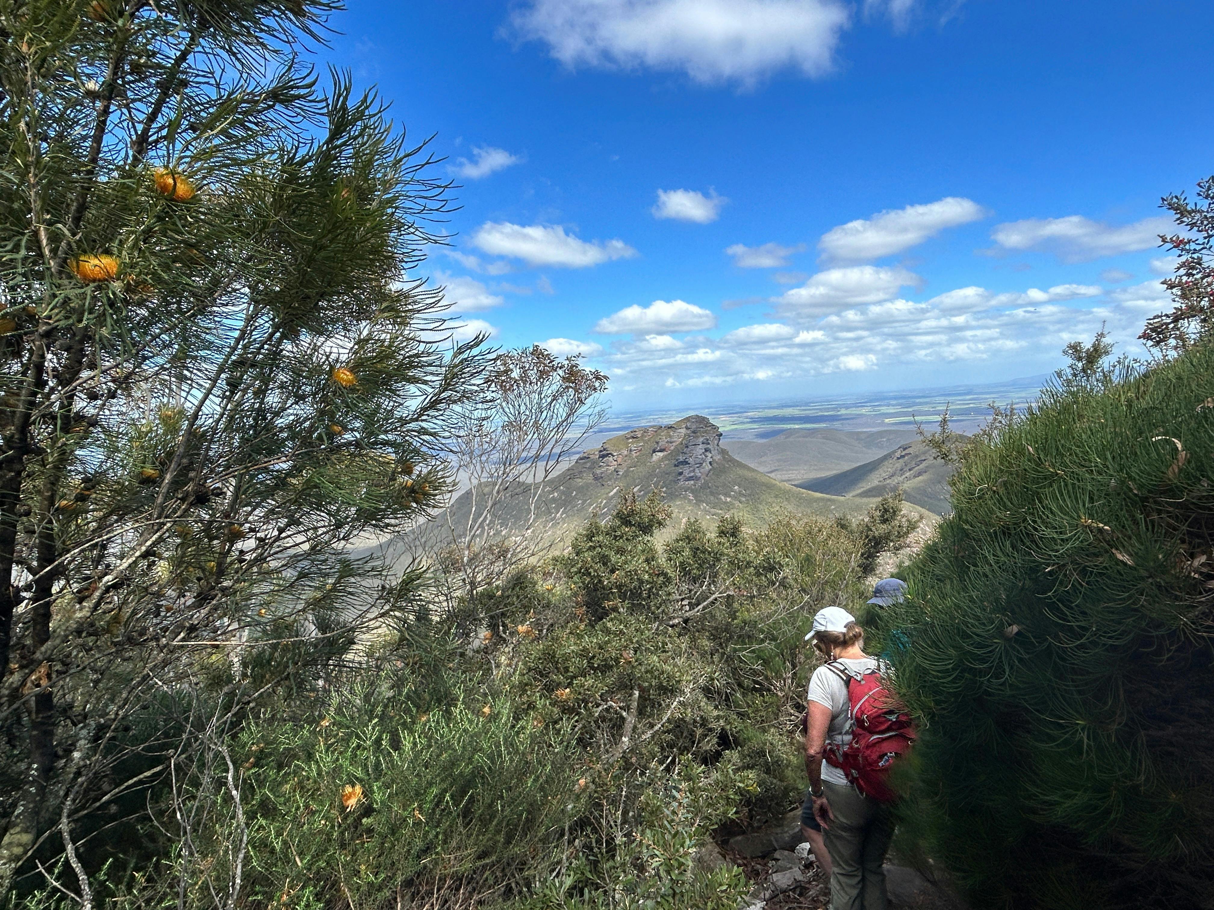 Orange Banksia flowers in foreground and hiker looking down over the Stirling Ranges.