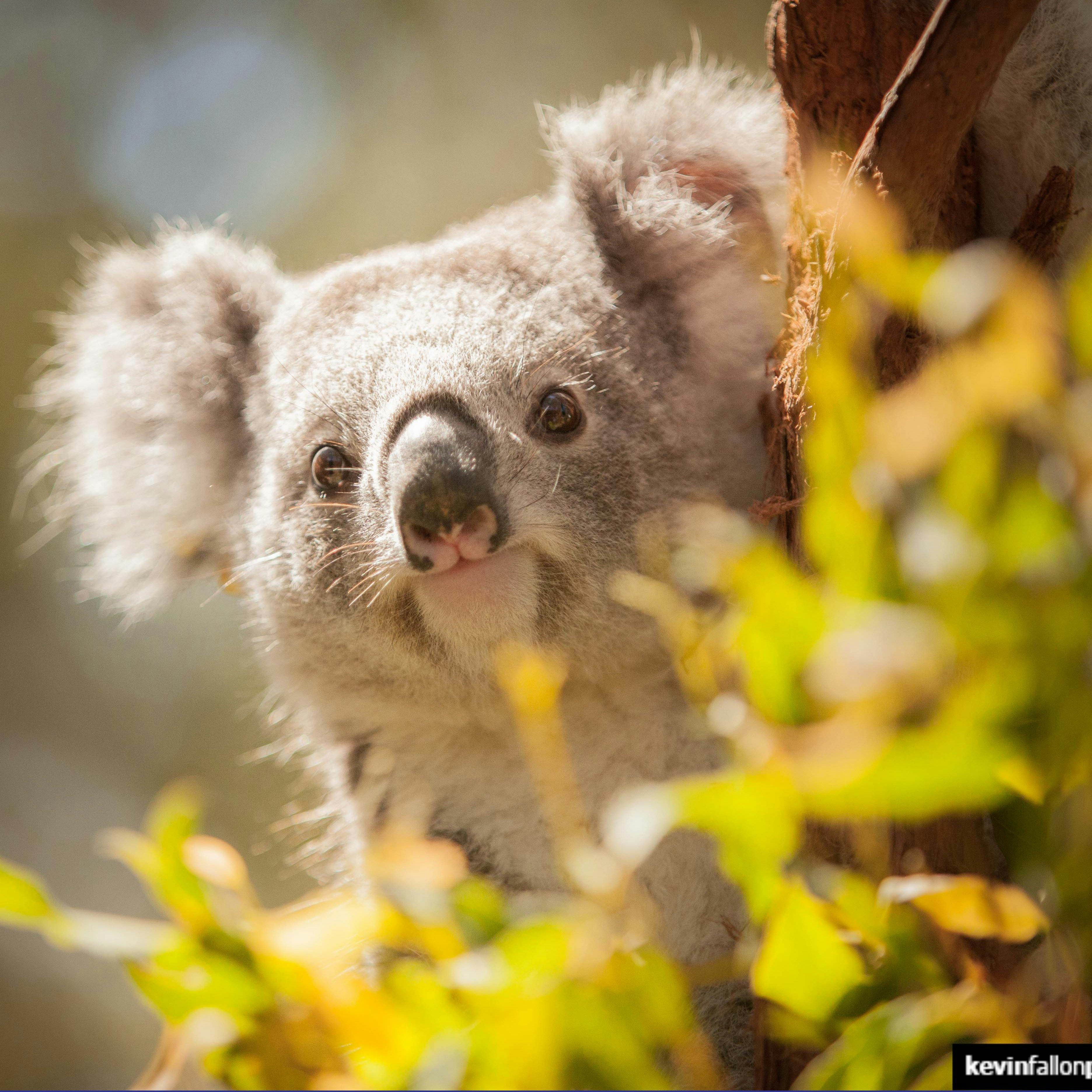 Koala Hospital | NSW Holidays & Accommodation, Things to Do