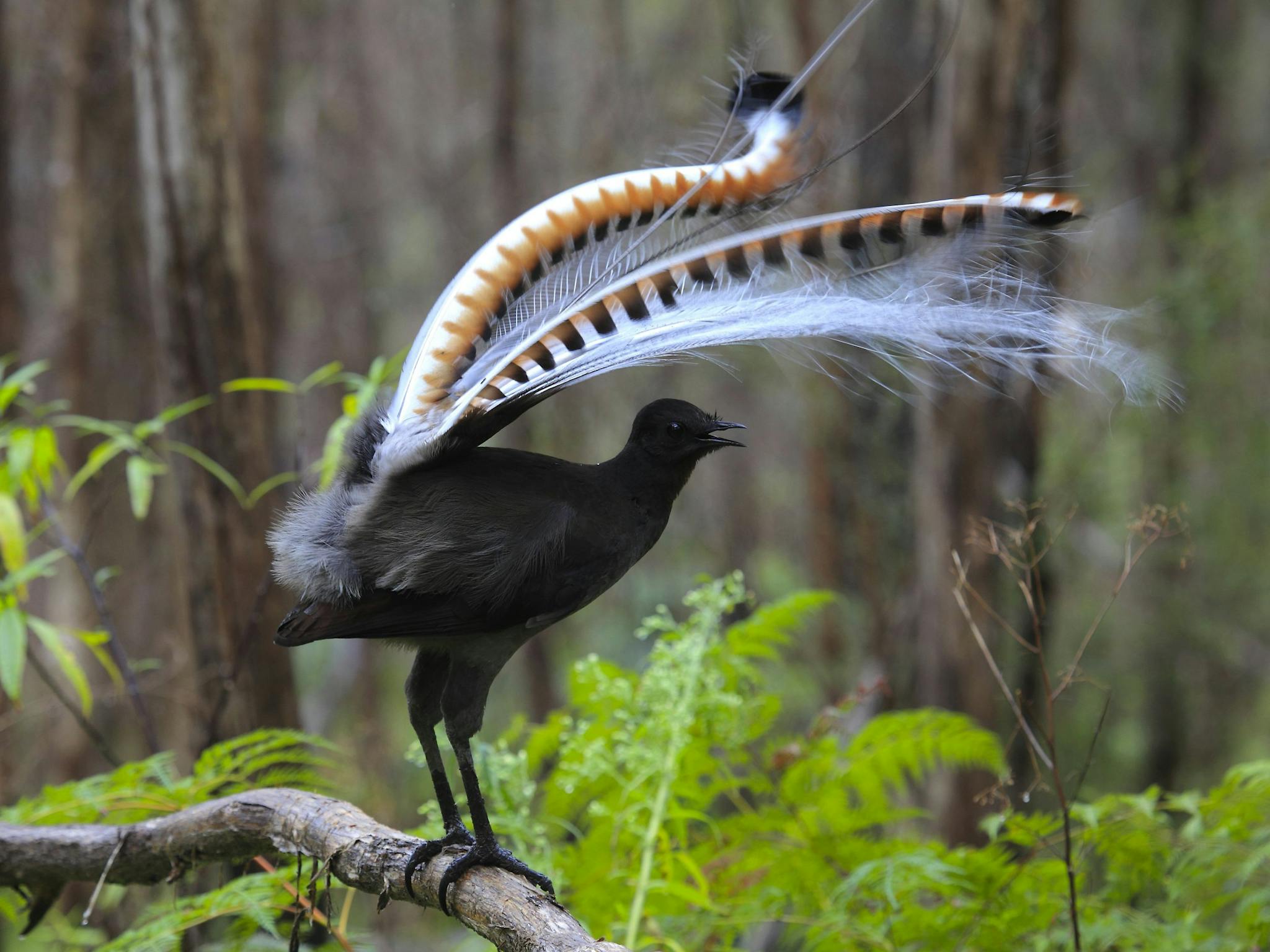 Lyrebird in forest setting