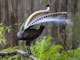 Lyrebird in forest setting