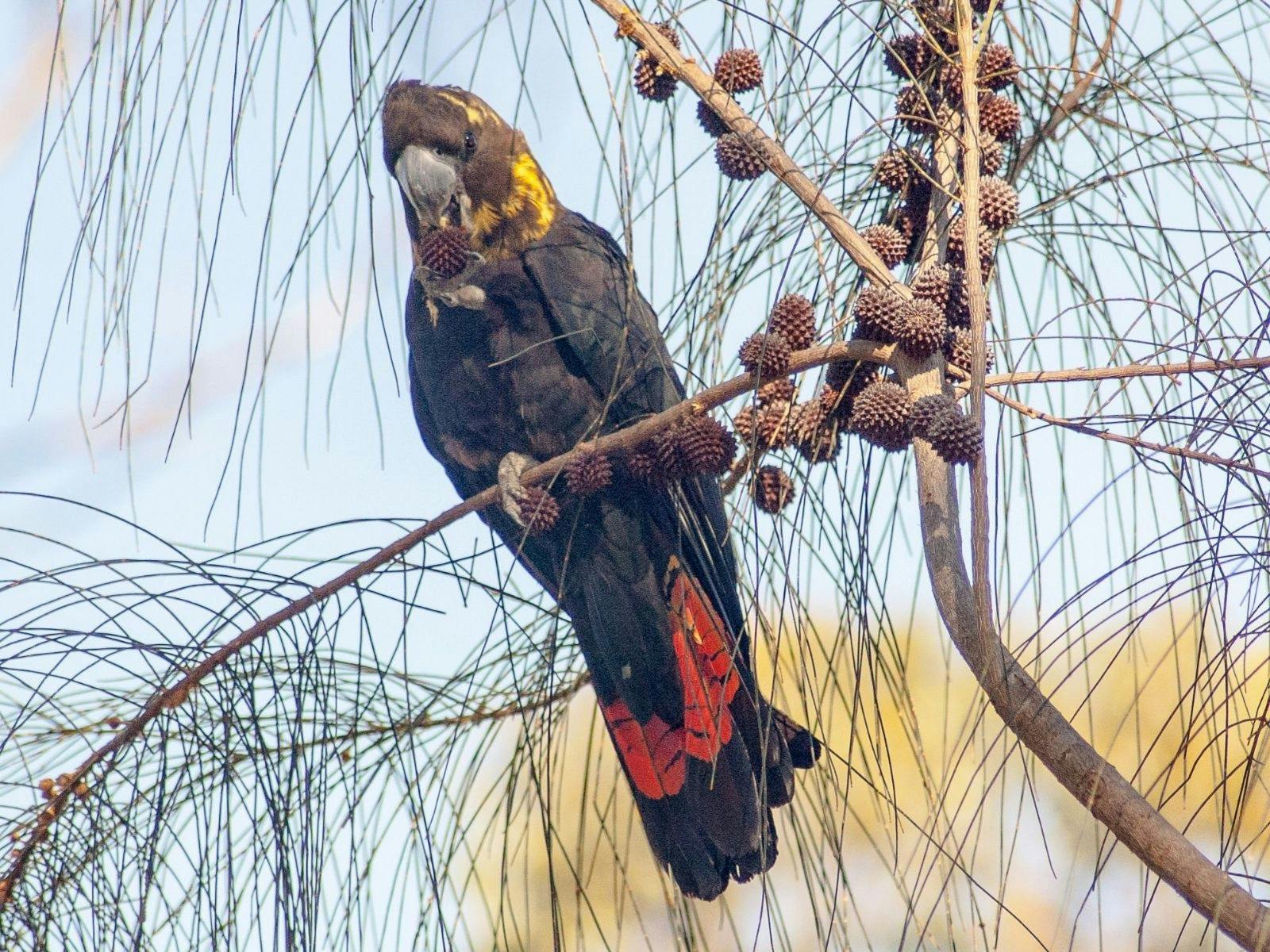 Kangaroo Island glossy black cockatoo