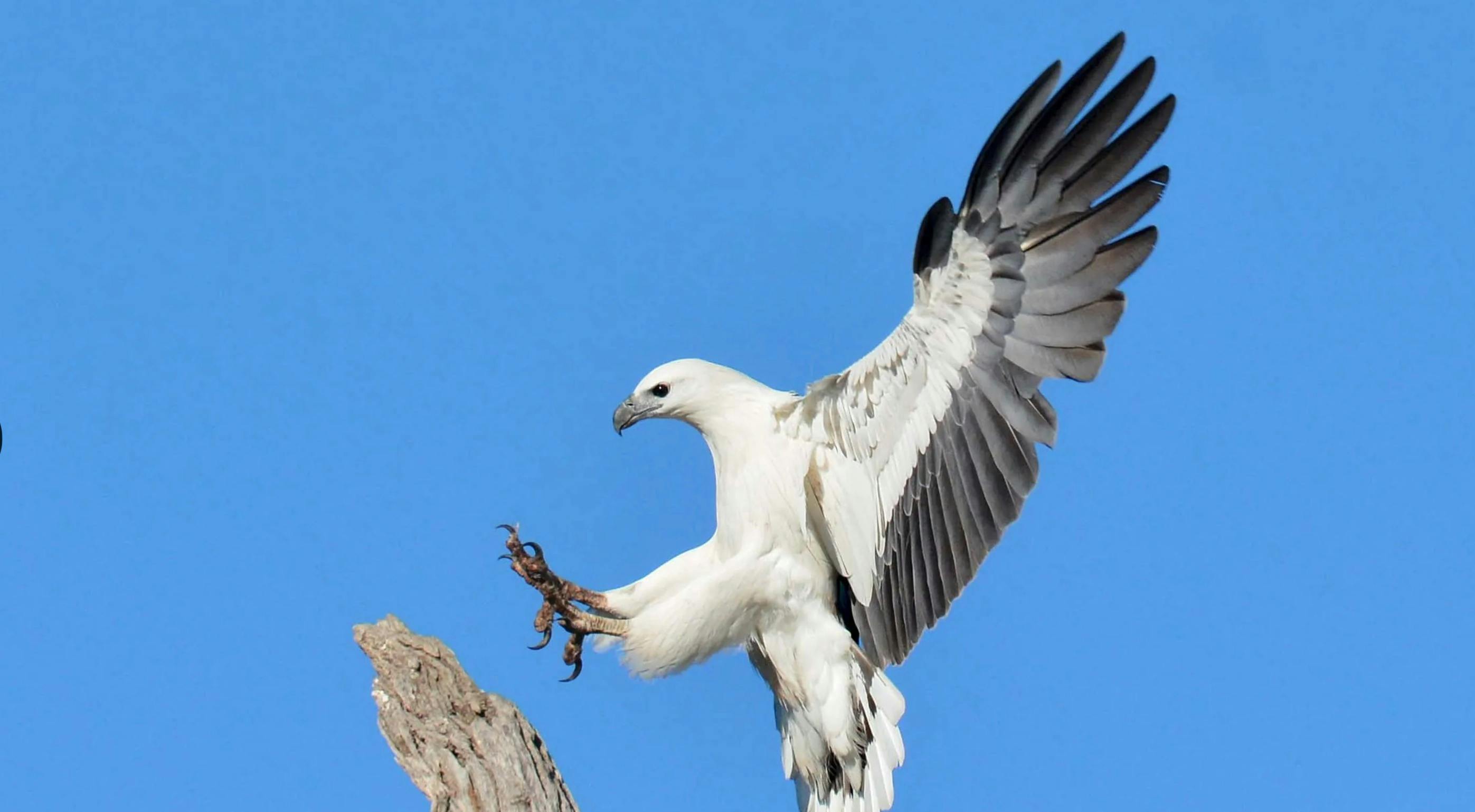 White-bellied sea eagle landing on branch Sydney Harbour birdwatching EV Arcadia