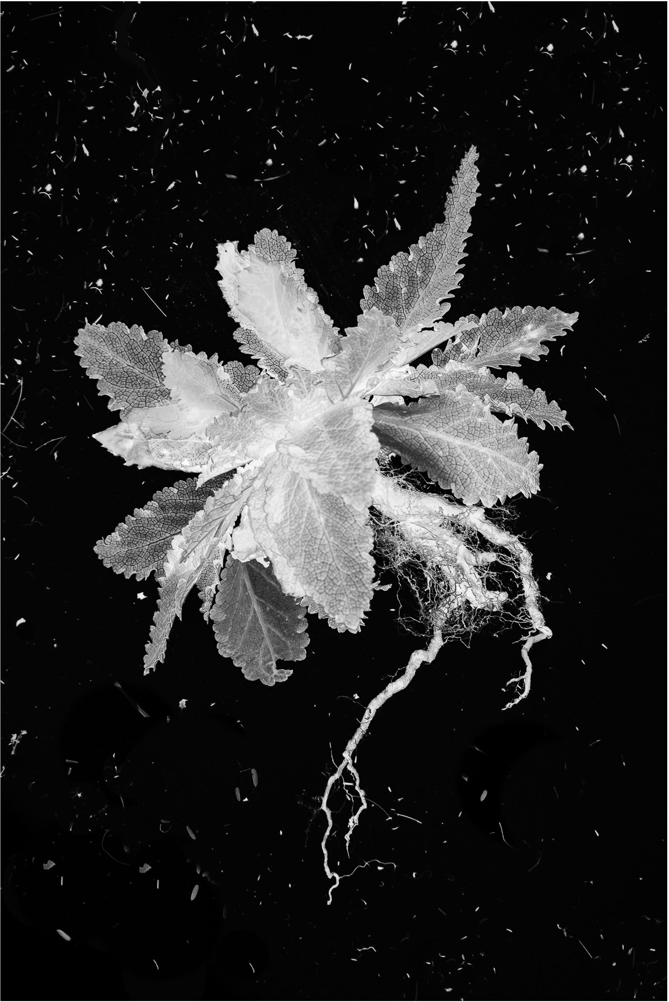 Marg Leddin, Verbascum virgatum, 2024, black and white digital photogram.