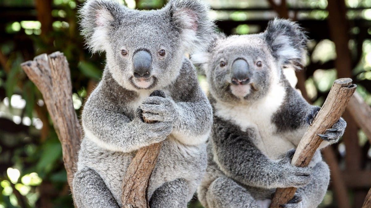 Two koalas looking at the camera