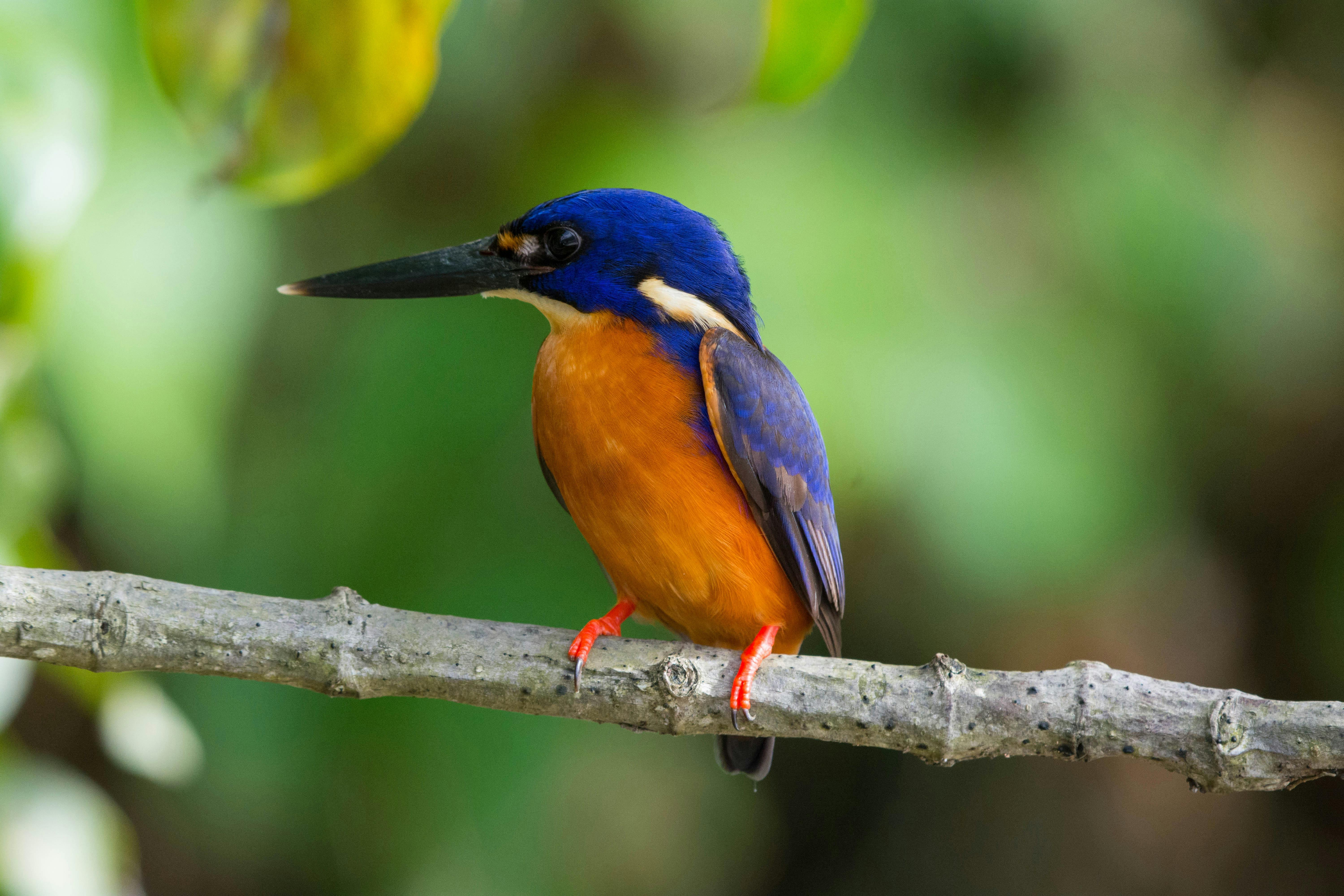 Azure Kingfisher on our Daintree River Cruise