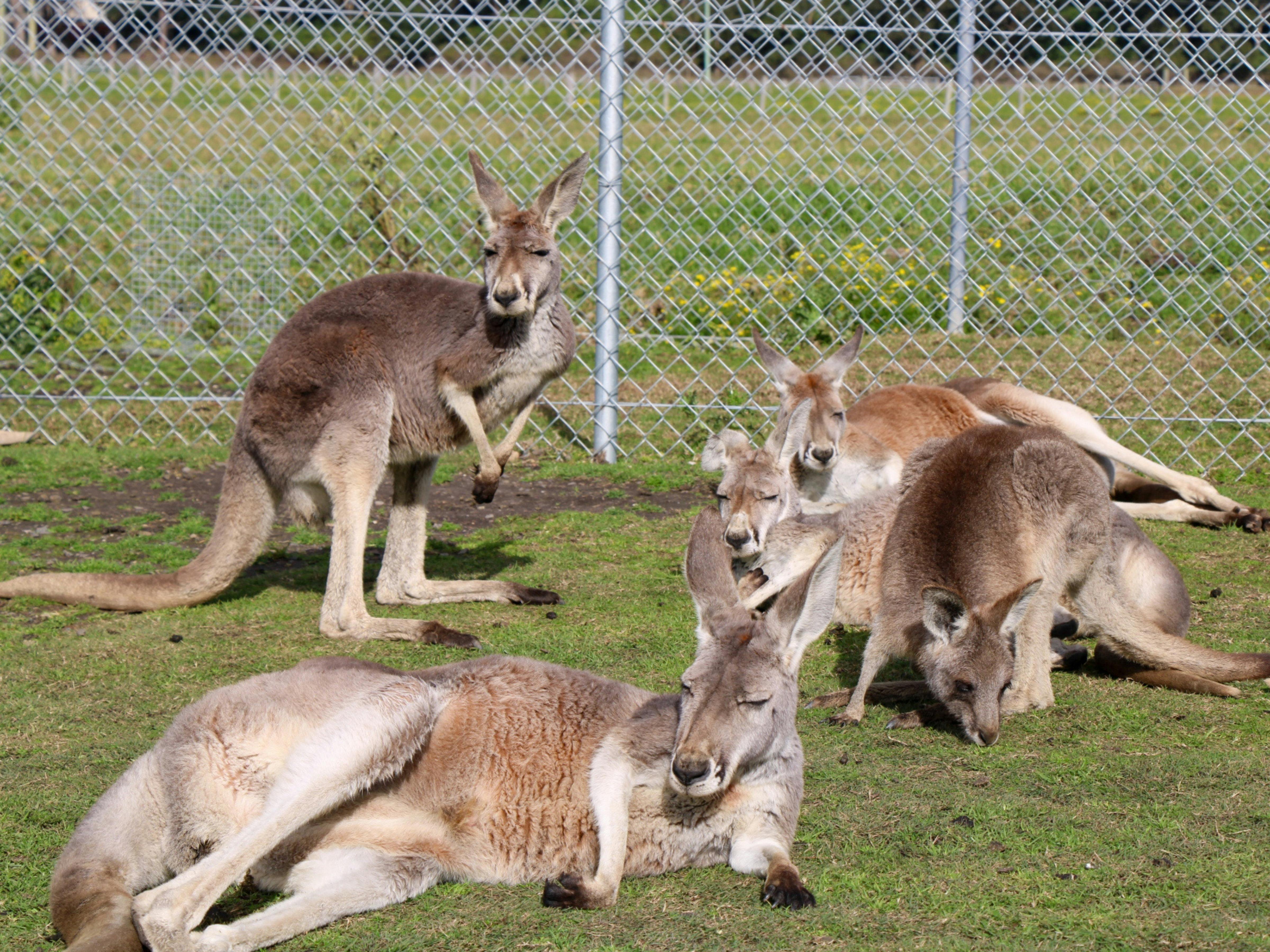 動物との出会い
