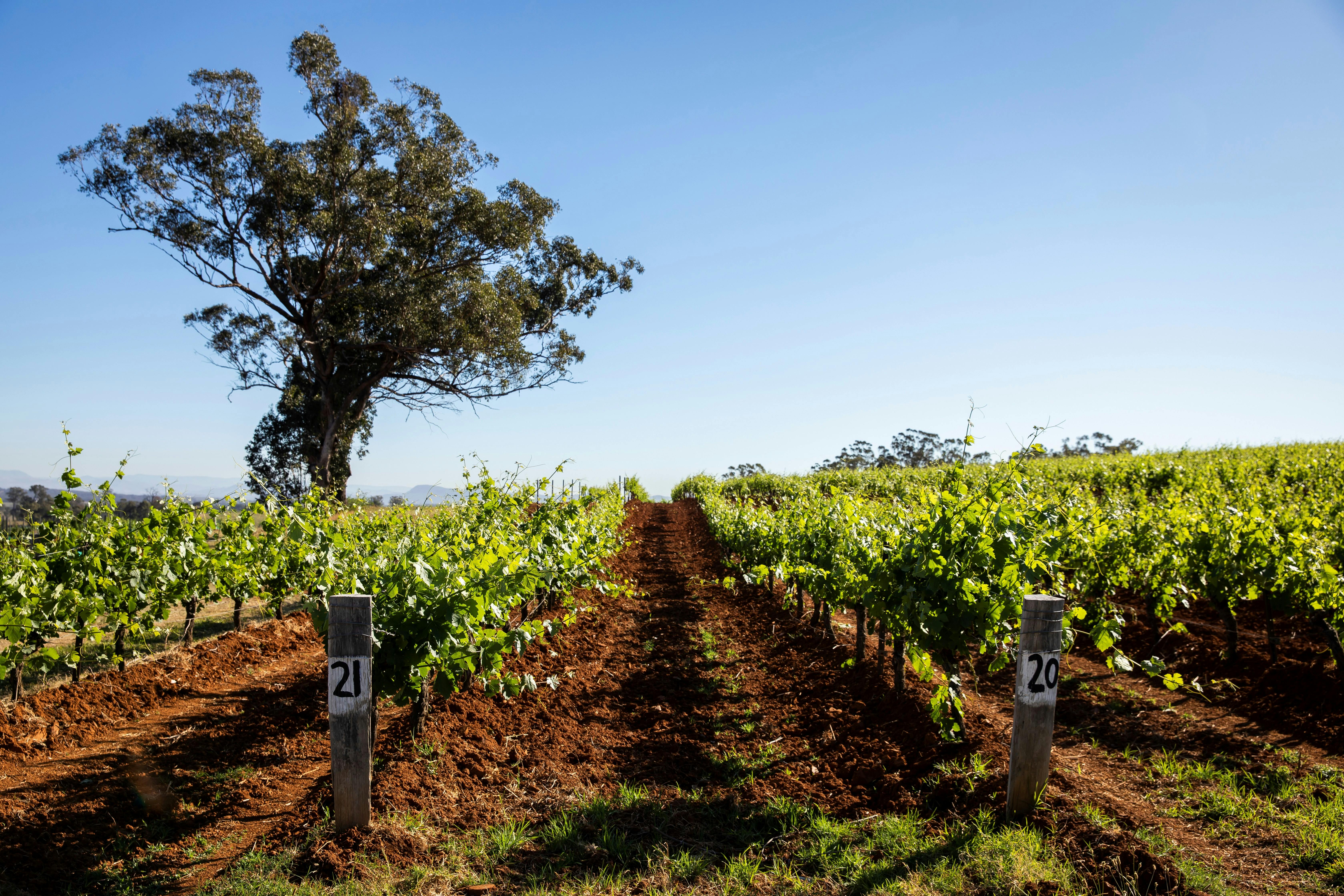 Autopia Tours - Hunter Valley - Tyrells Wines, Pokolbin