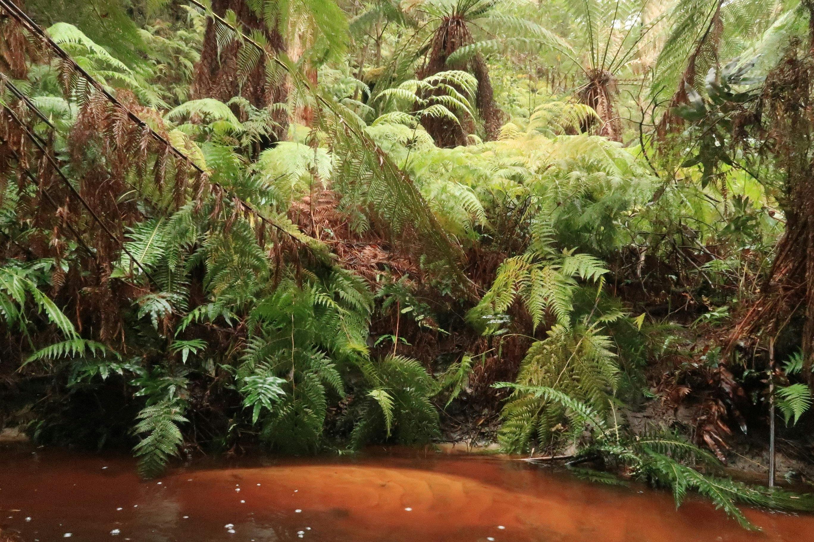 Cooks creek running through Cape Liptrap