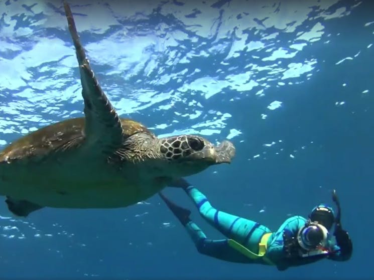 Diving with turtles