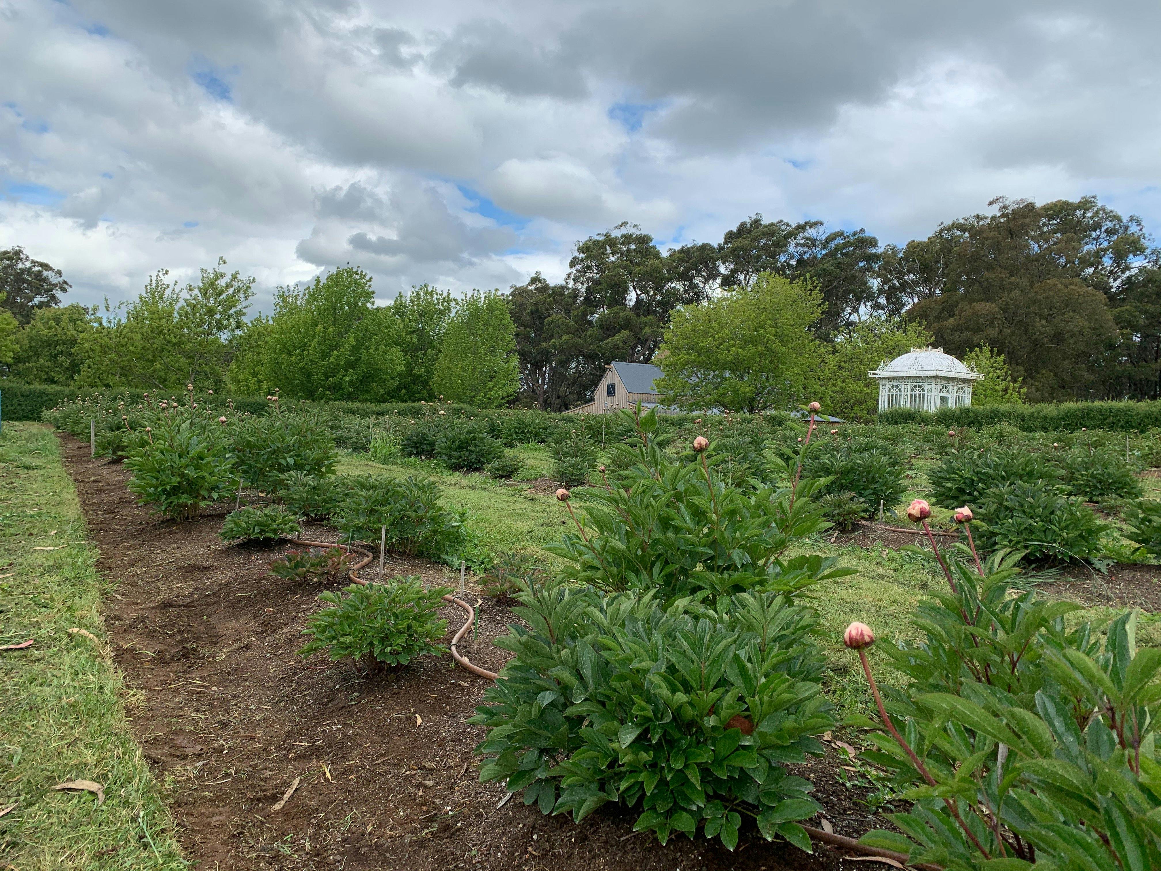 Red Hill Peony Estate