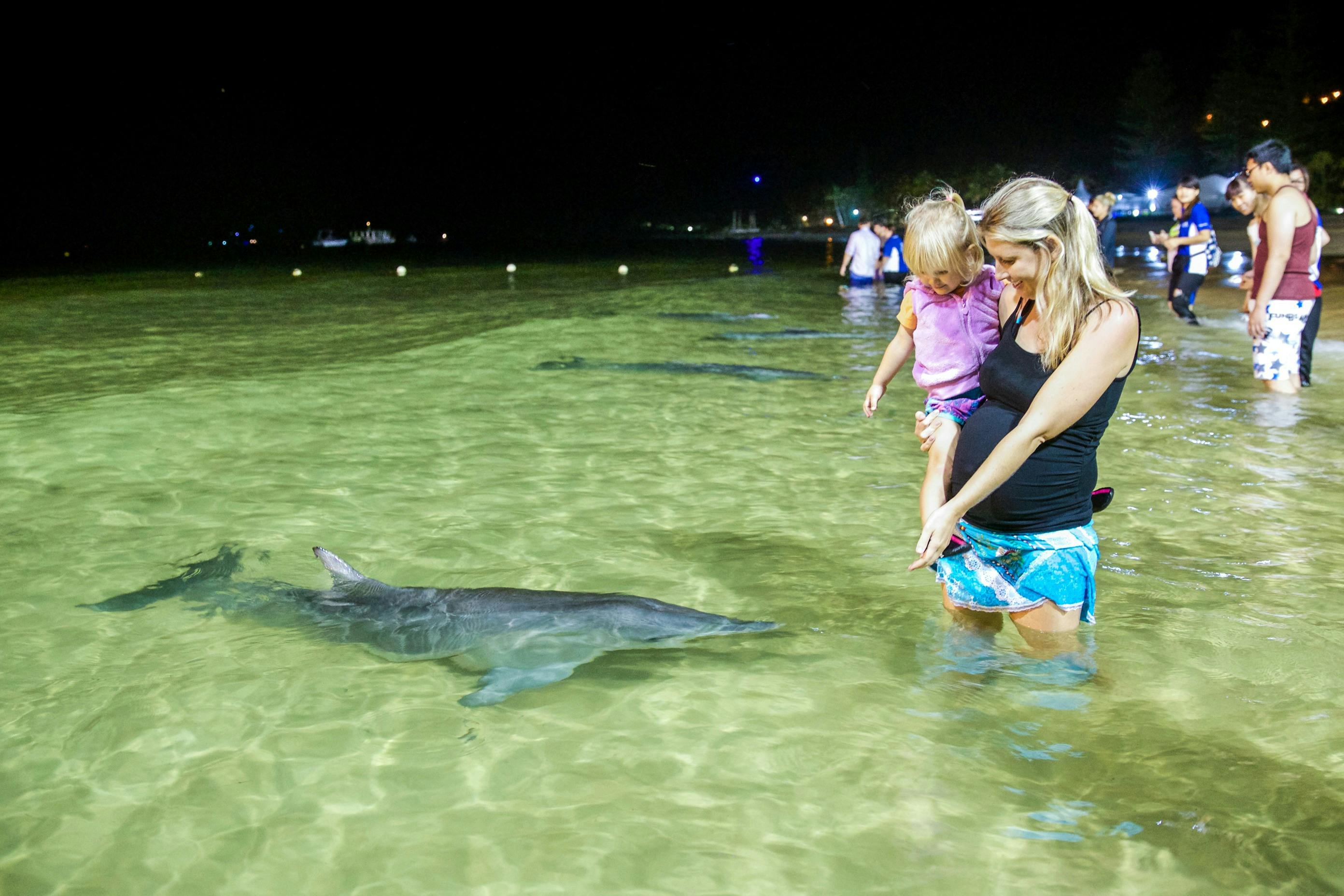 Wild Dolphin Feeding
