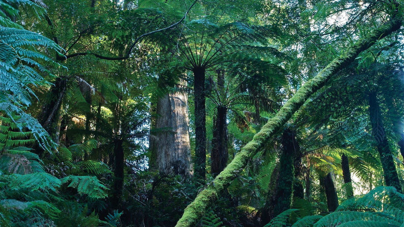 Tarra Bulga National Park