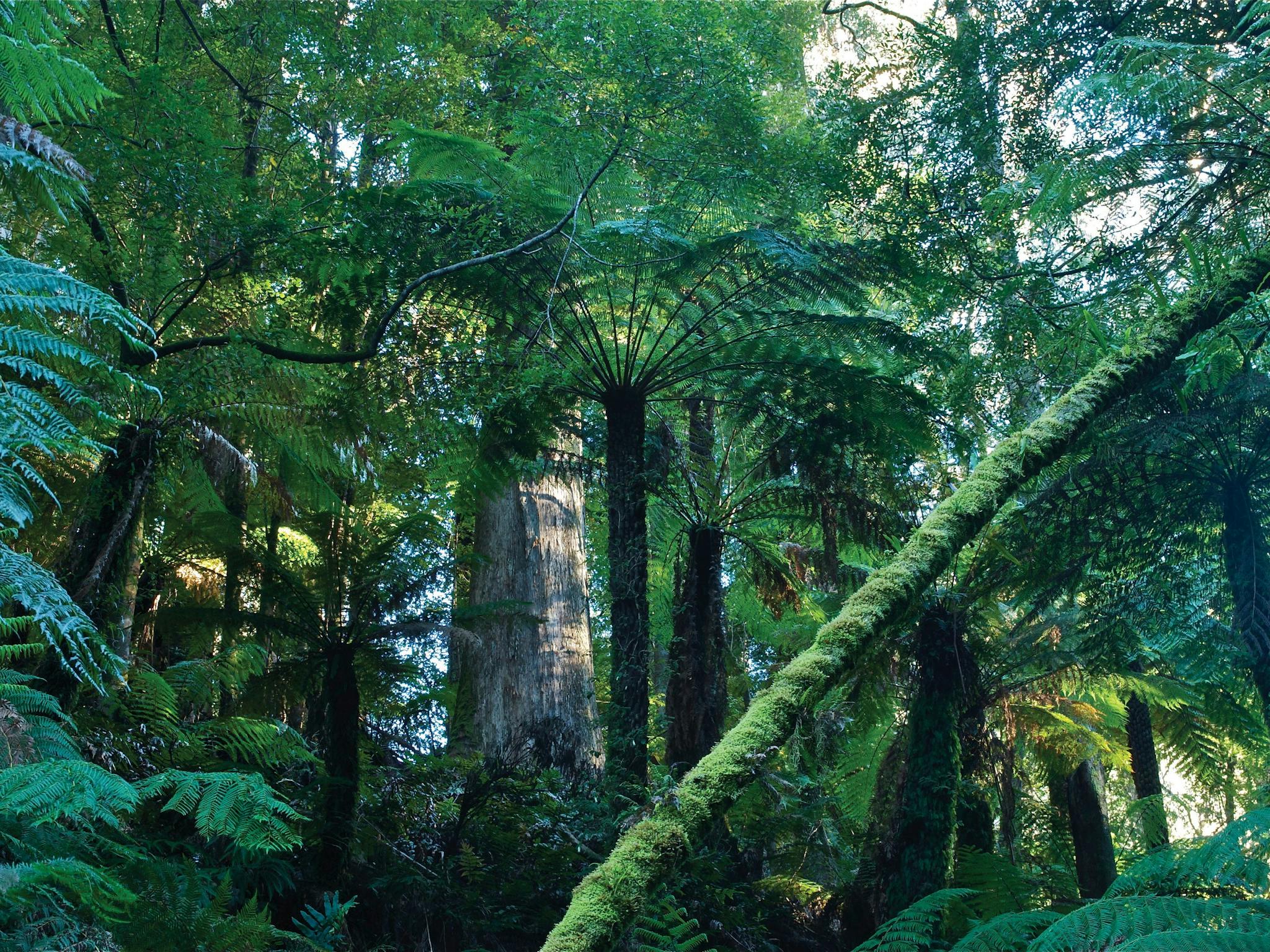 Tarra Bulga National Park