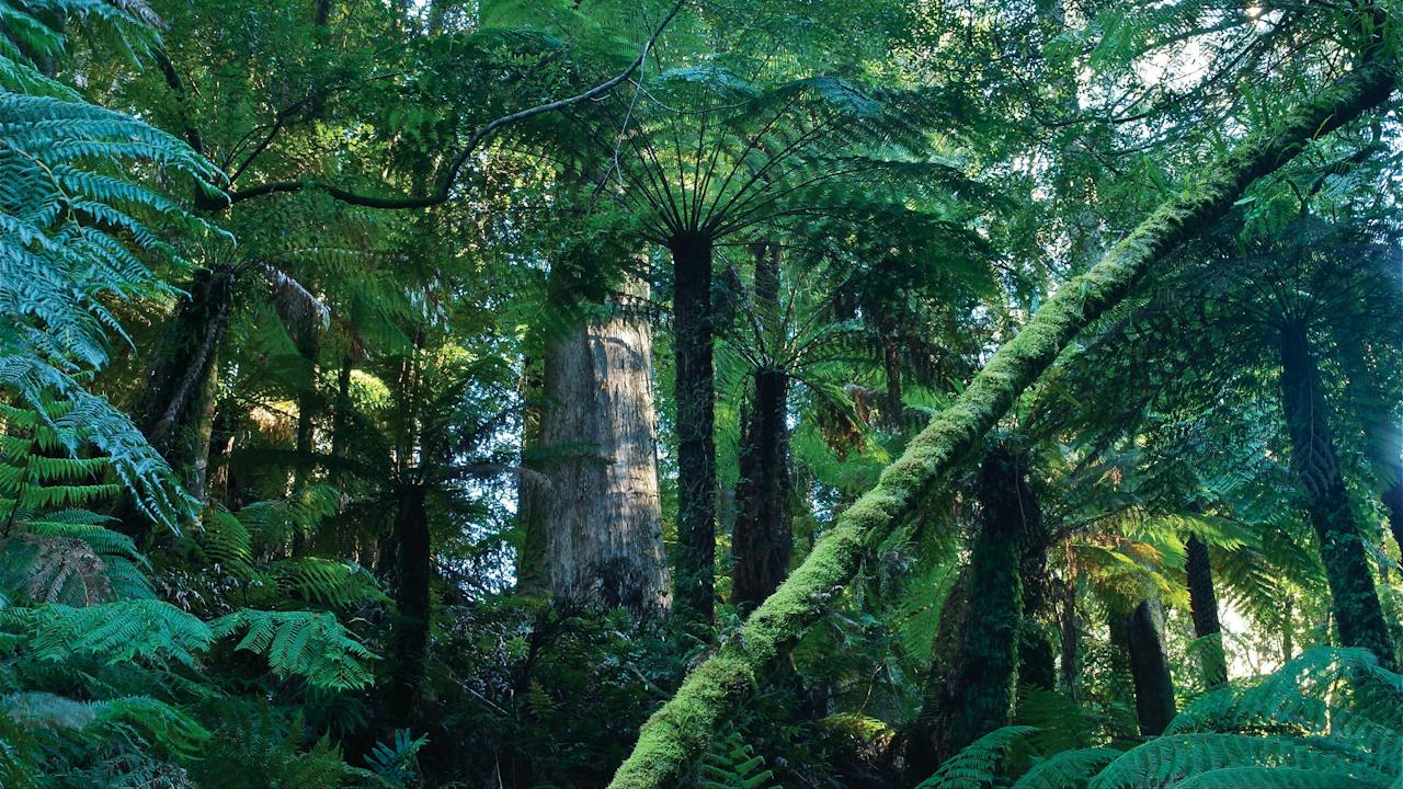Tarra Bulga National Park