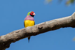 NT Bird Specialists, Birdwatching & Bird Photography Tours