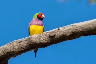 NT Bird Specialists, Birdwatching & Bird Photography Tours