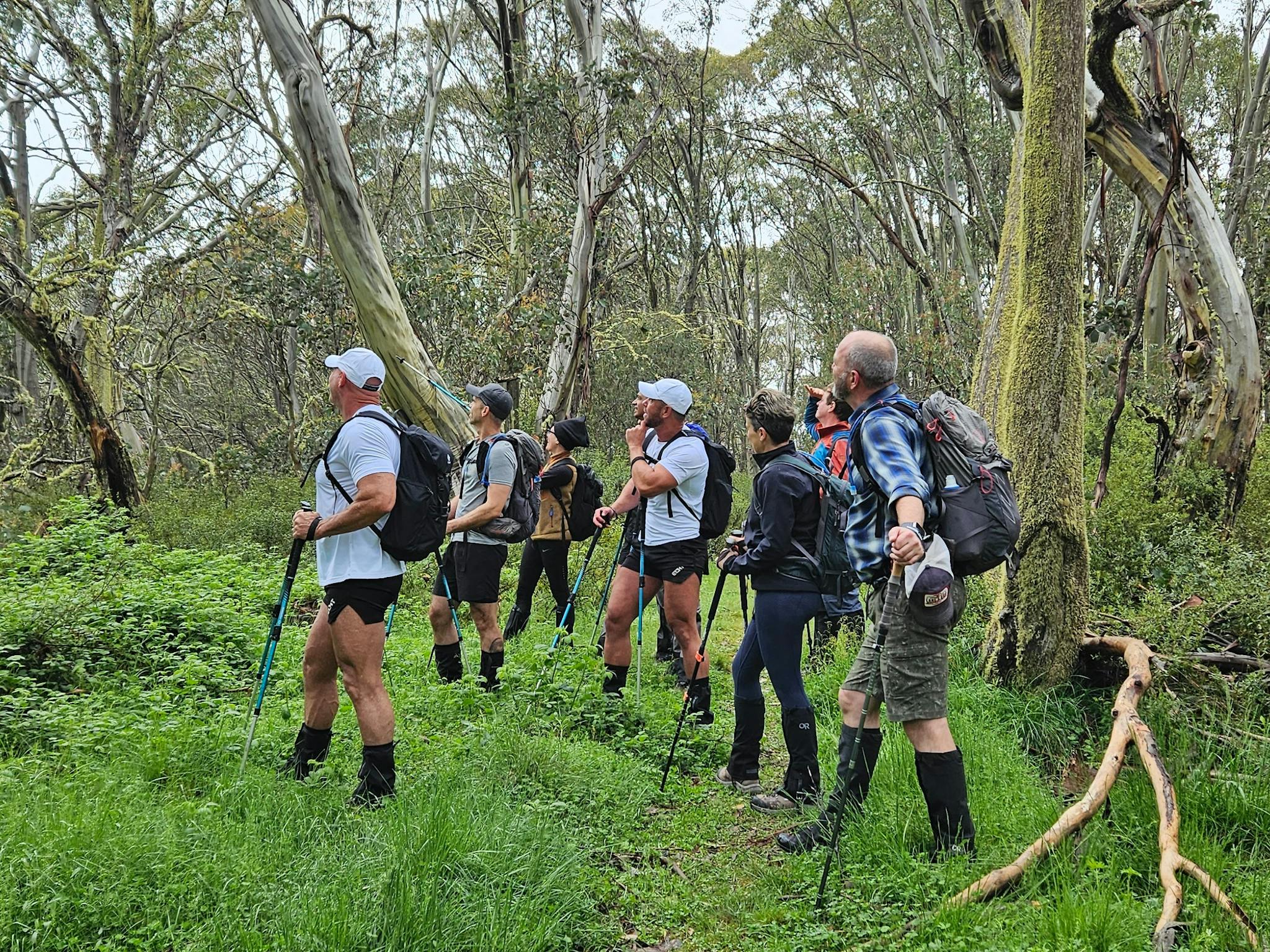 A group of hikers are admiring the trees of Mt Stirling.