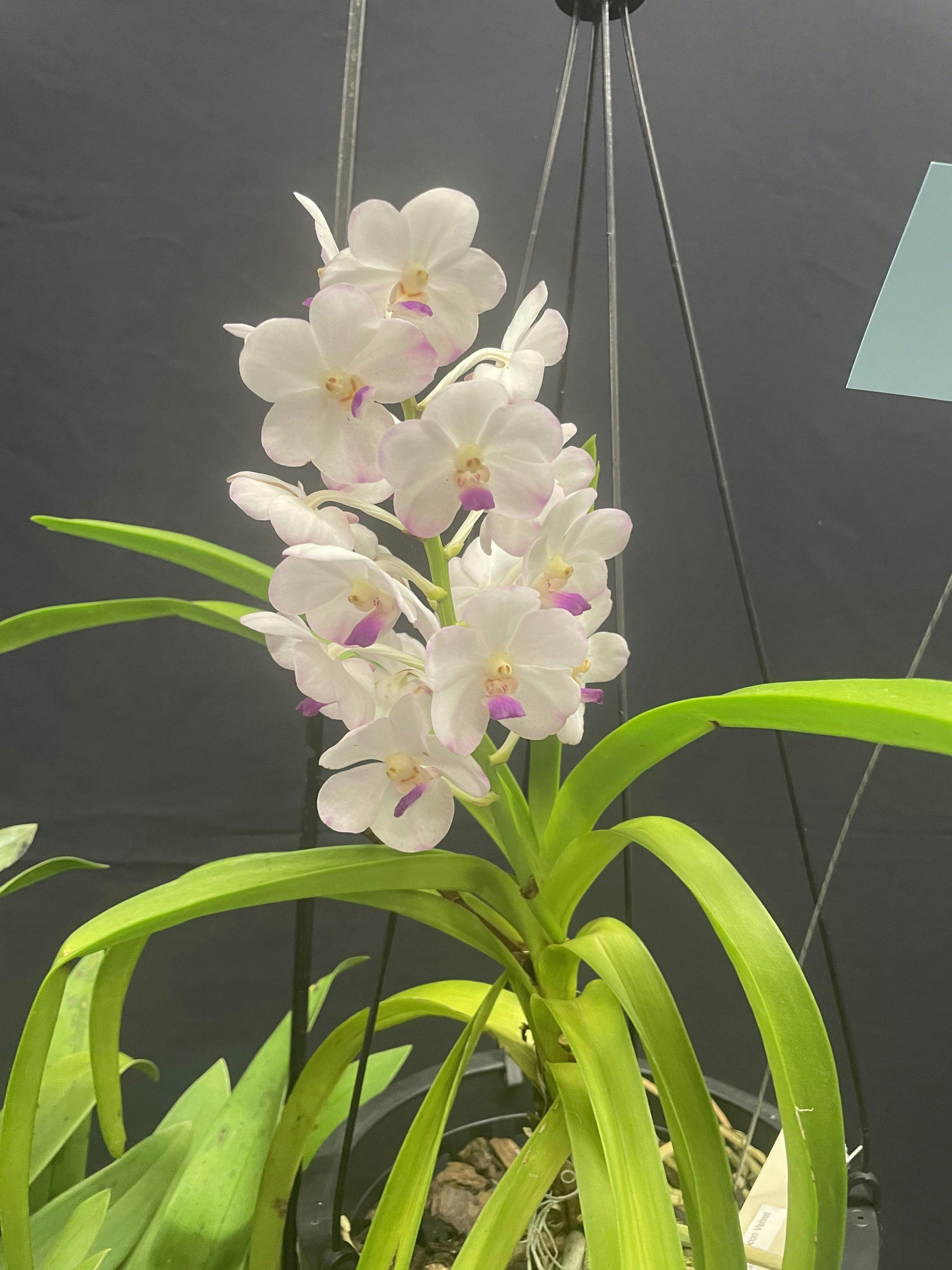 Champion Vandaceous last show