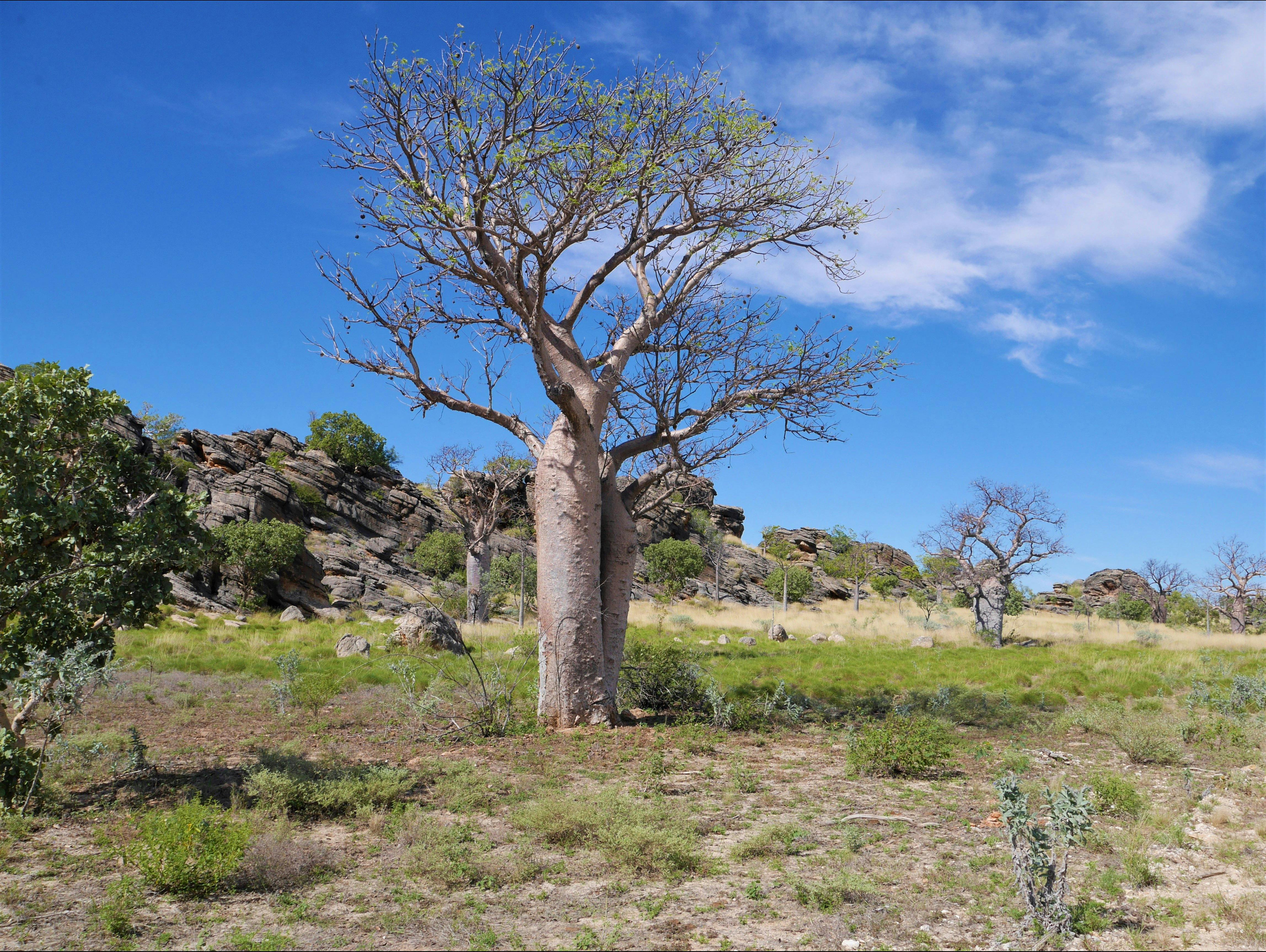 Outback Horizons, Kimberley, Western Australia