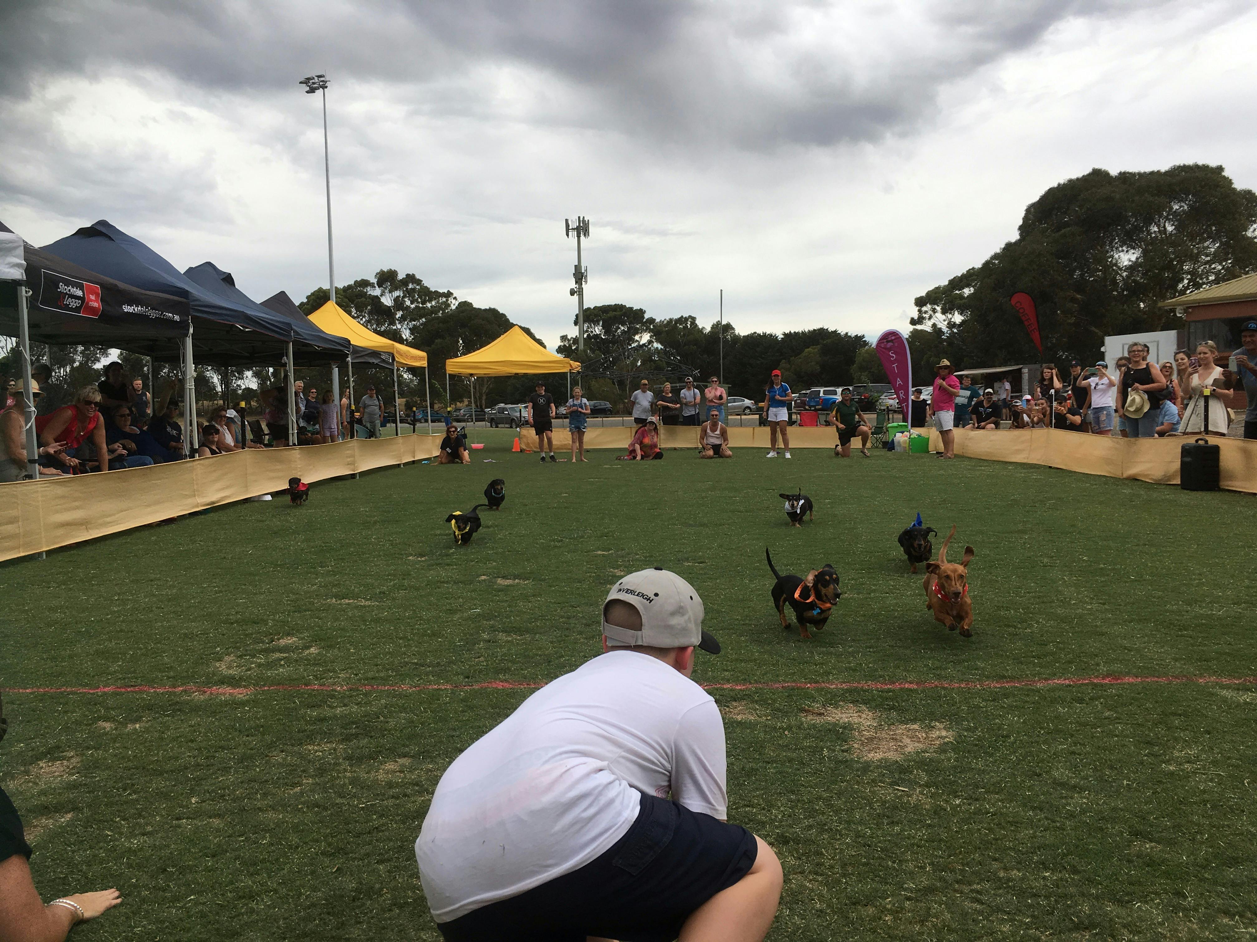 Dachshund Derby Day
