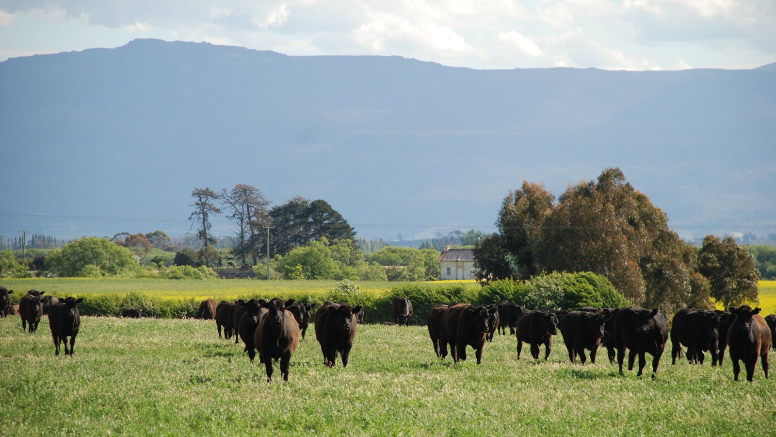 Panshanger Estate farmland