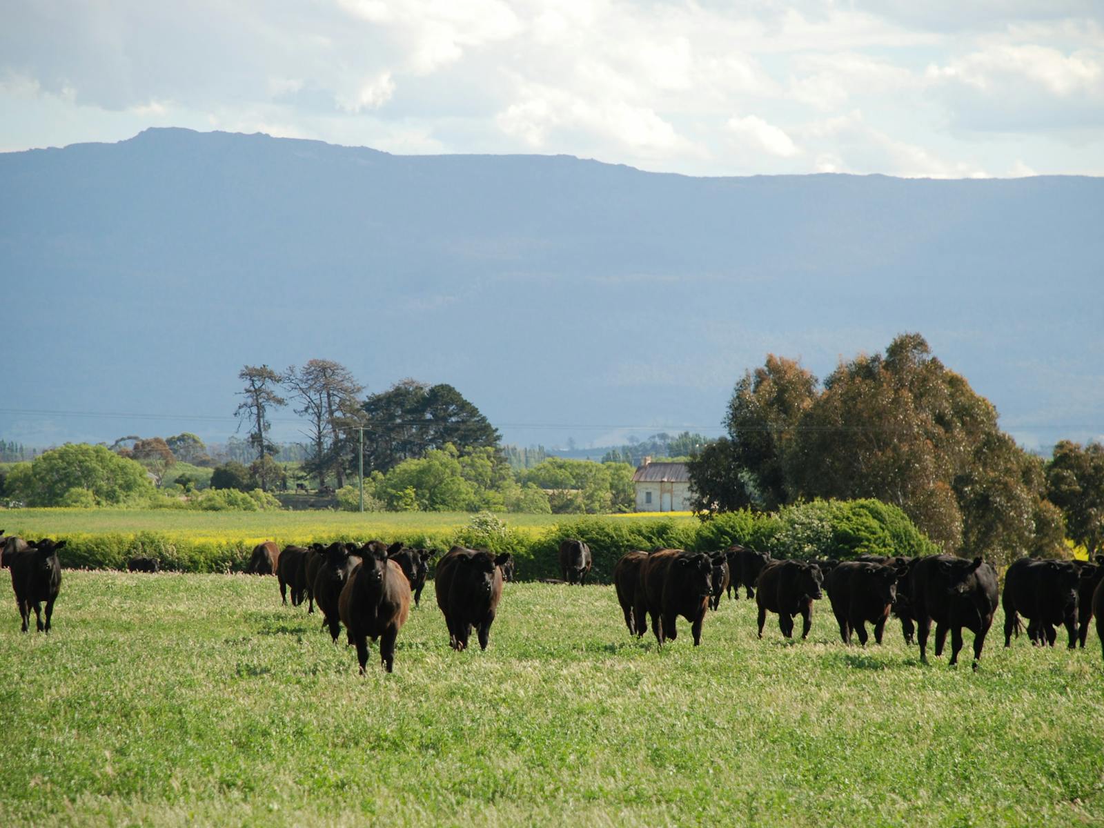 farmstay accommodation longford tasmania