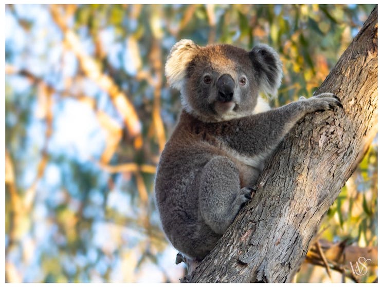 Healthy young koala looking at the camera from a low tree fork; eucalyptus leaves in background