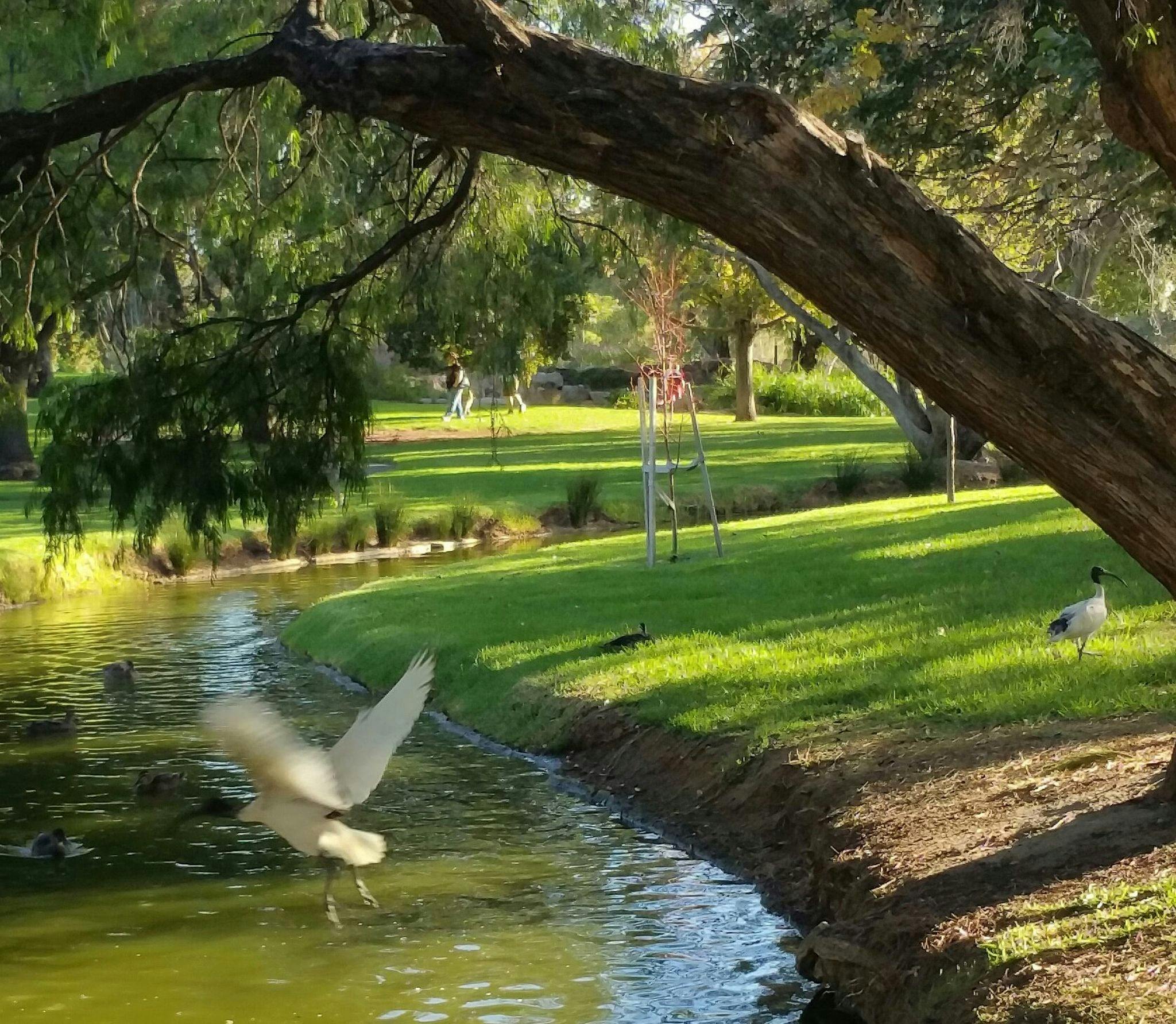 Guided Walk through Veale Park / Walyu Yarta (Park 21)