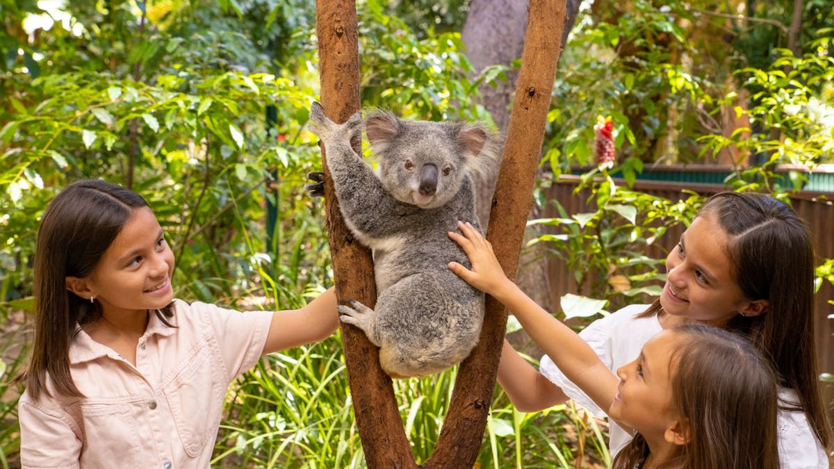 Gold Coast wildlife experiences