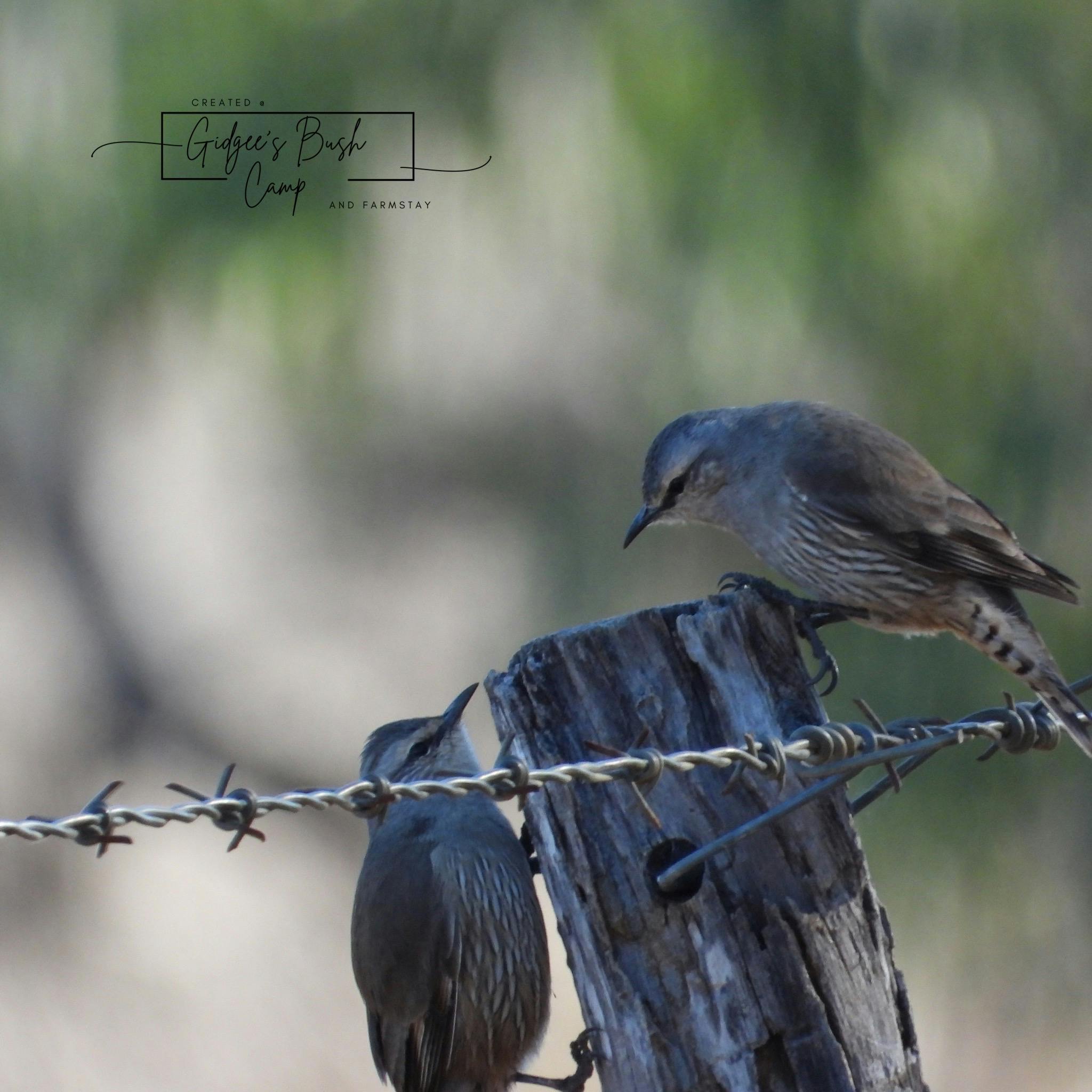 Gidgee Bush Camp and Farm Stay