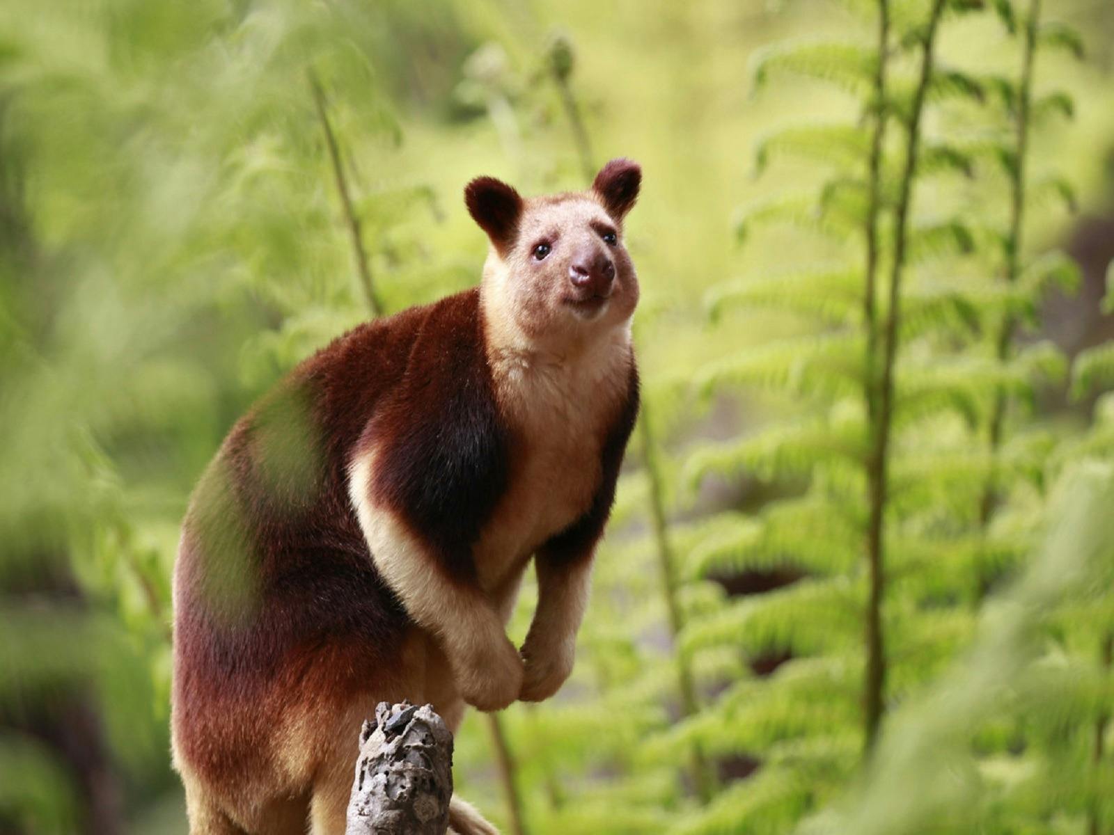 Christmas Day at Healesville Sanctuary