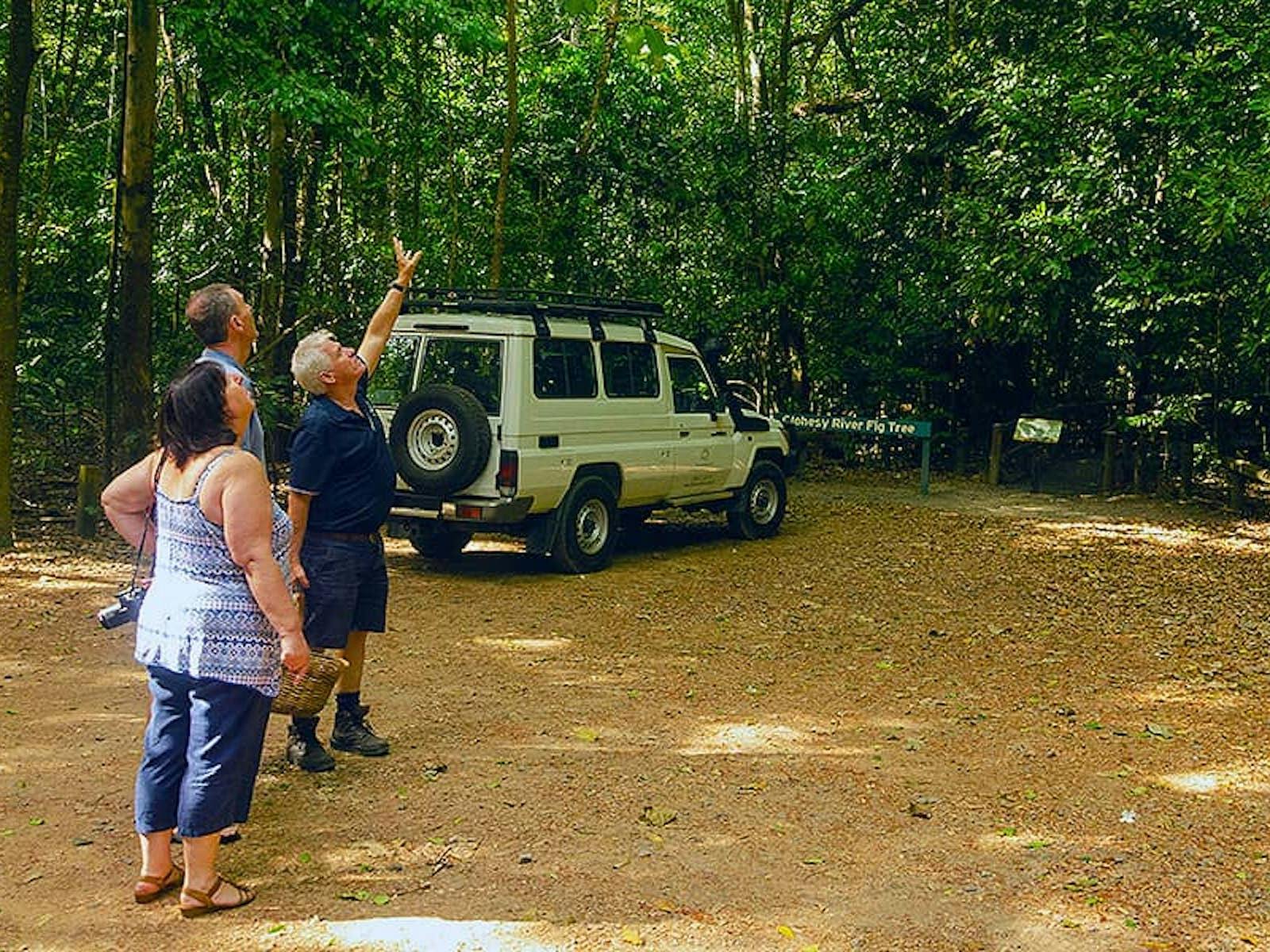 Forest and Waterfalls Half-day 4WD Adventure
