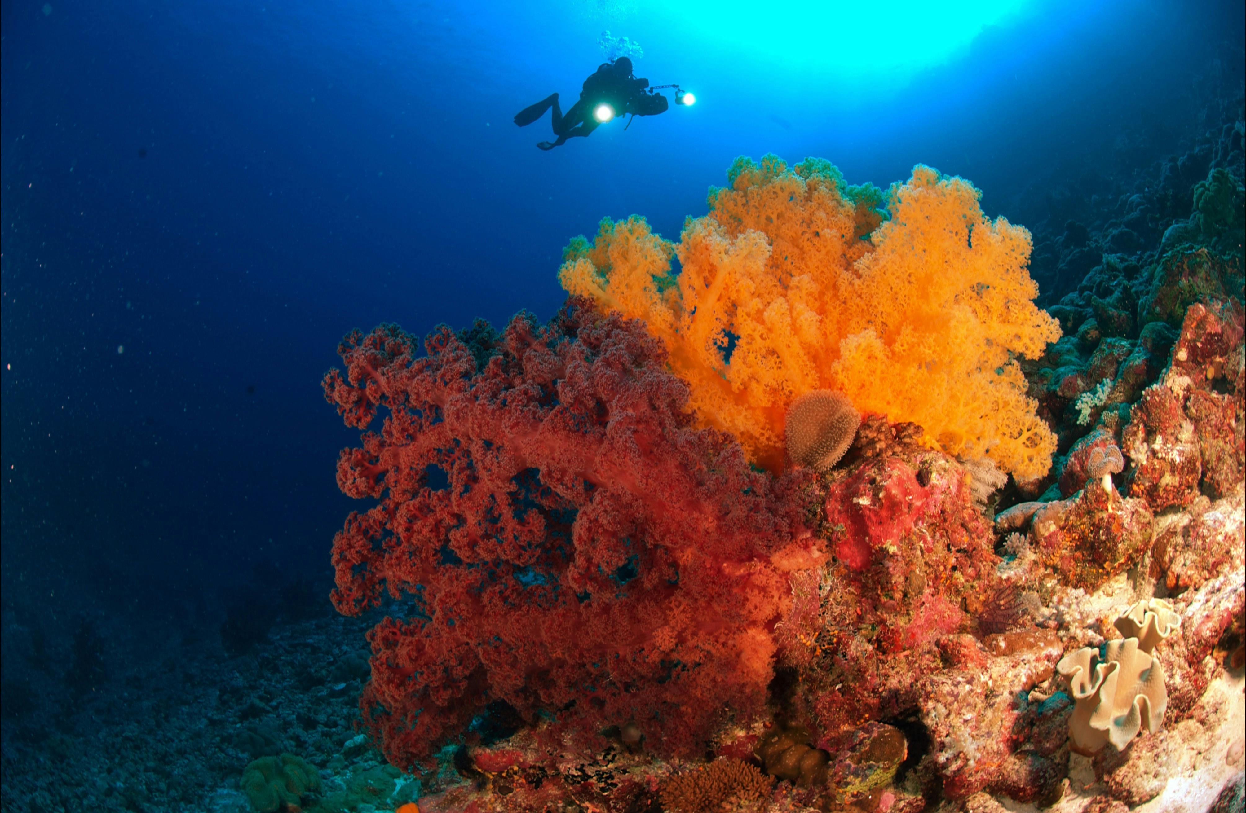 Large Soft Corals, Osprey Reef