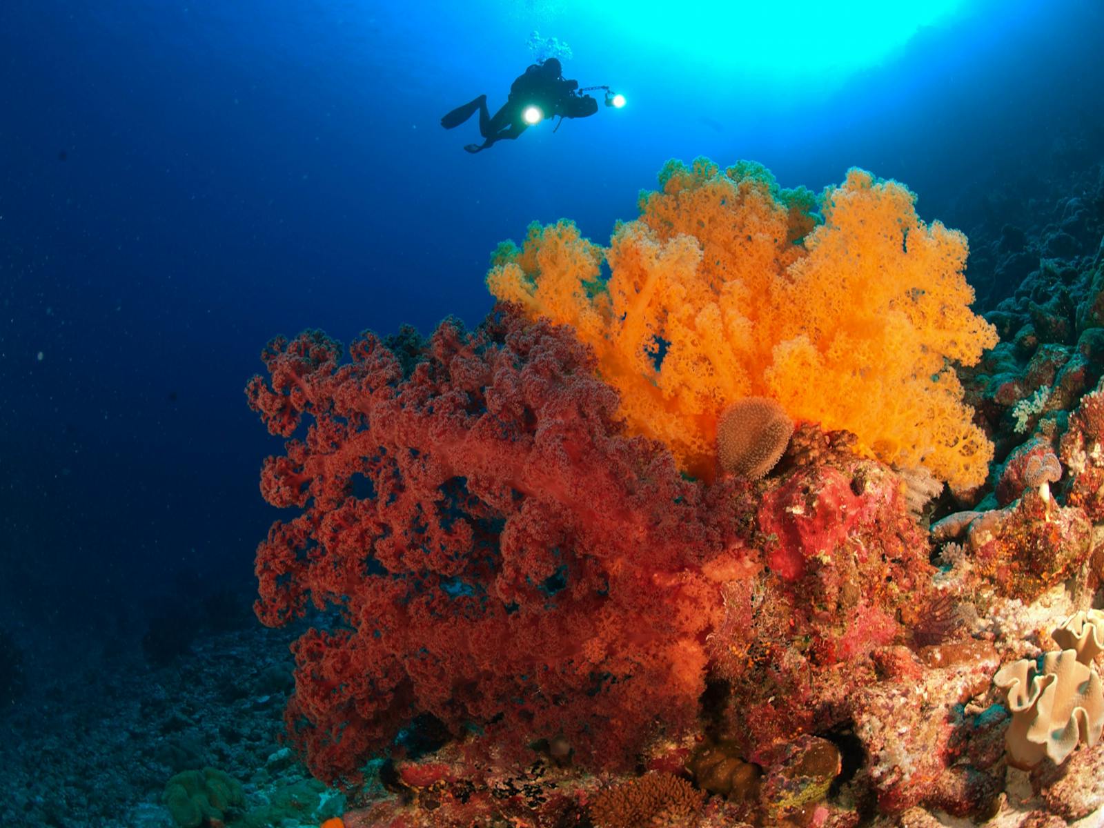 Large Soft Corals, Osprey Reef