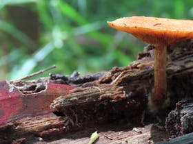 Fungi growing on log