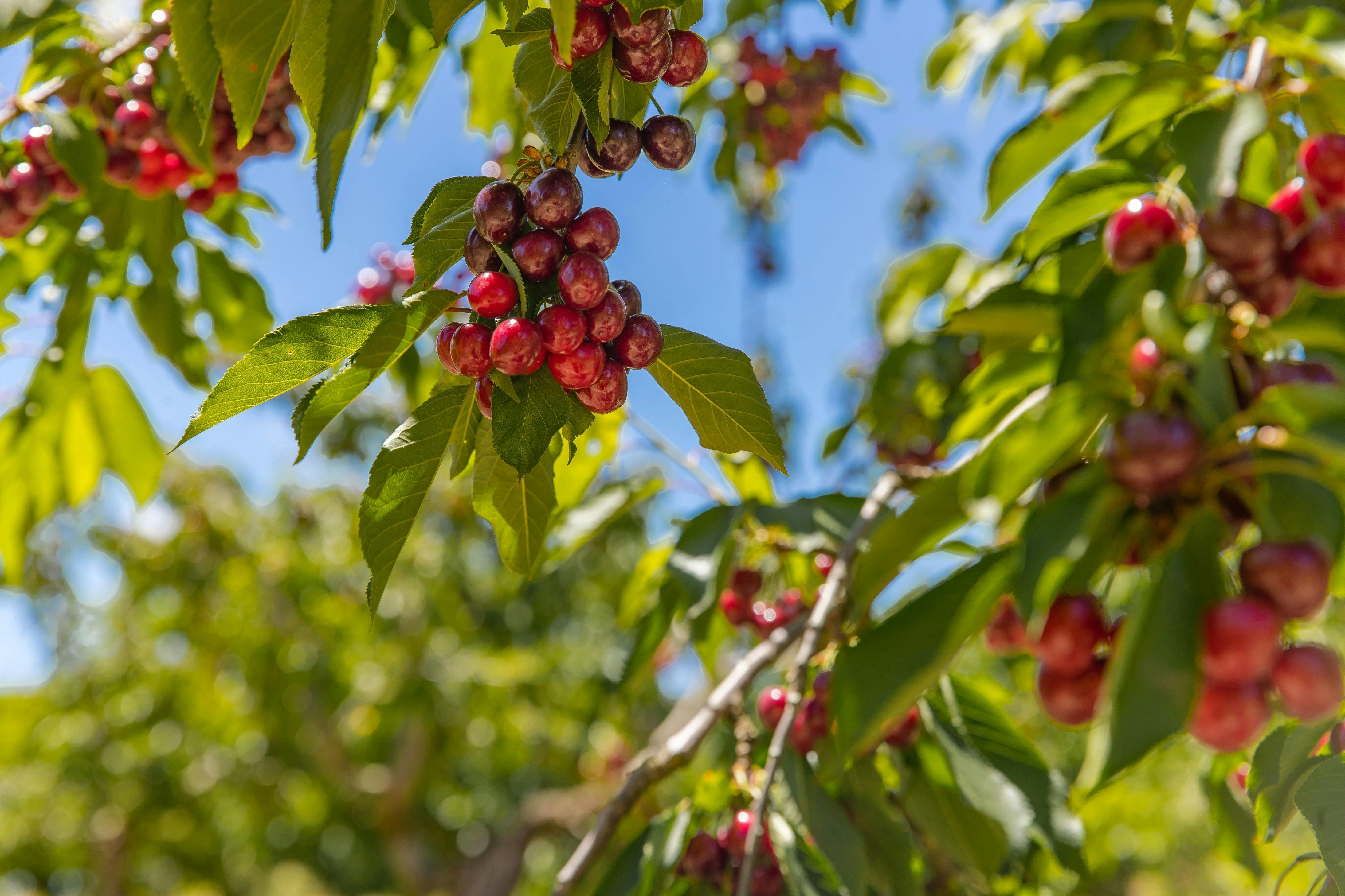 Cherries from 2023 harvest