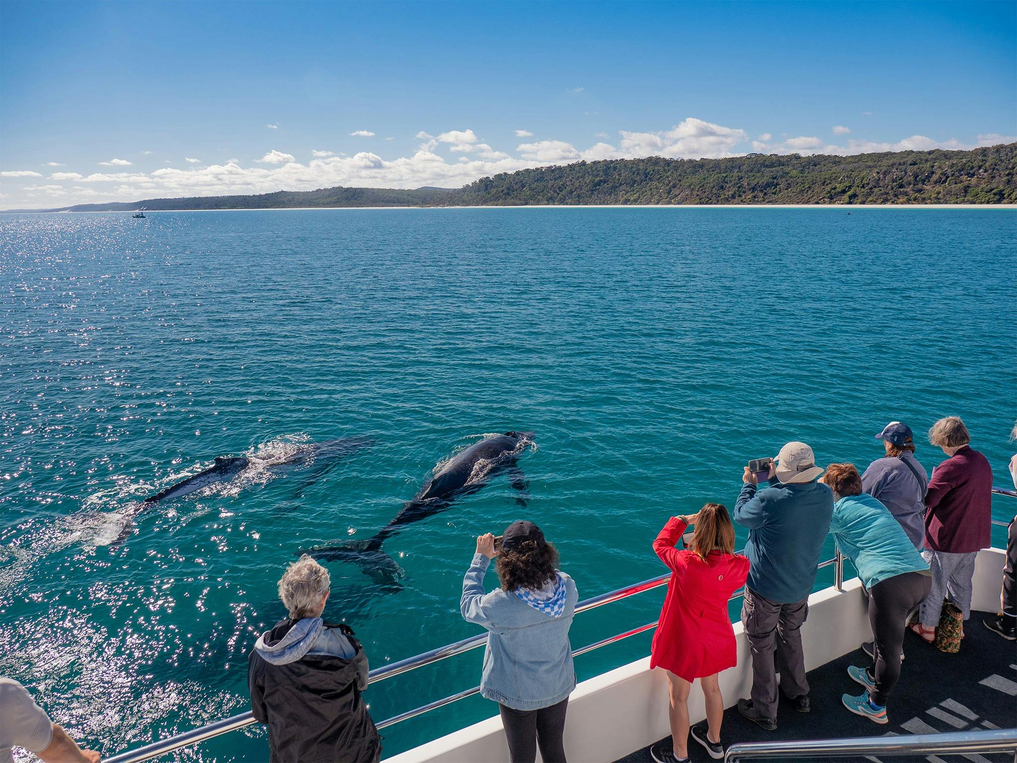 Fraser Island Whale Watch Cruise departing from Kingfisher Bay Resort