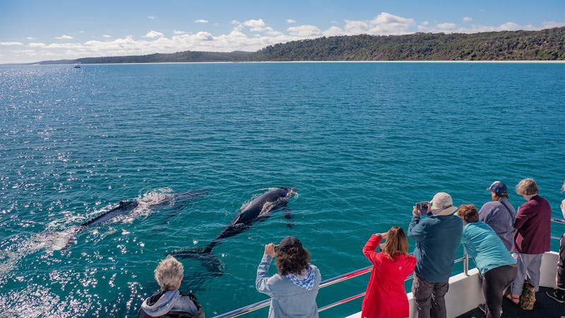 Fraser Island Whale Watch Cruise