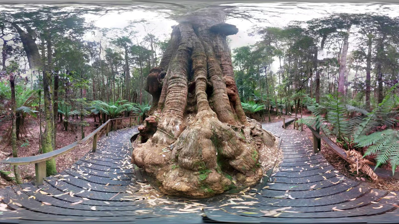 A giant Eucalyptus tree with a bulging base