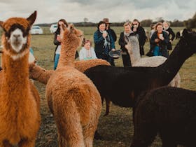 Our alpacas are really friendly and will come up to you to have treats from your bowl